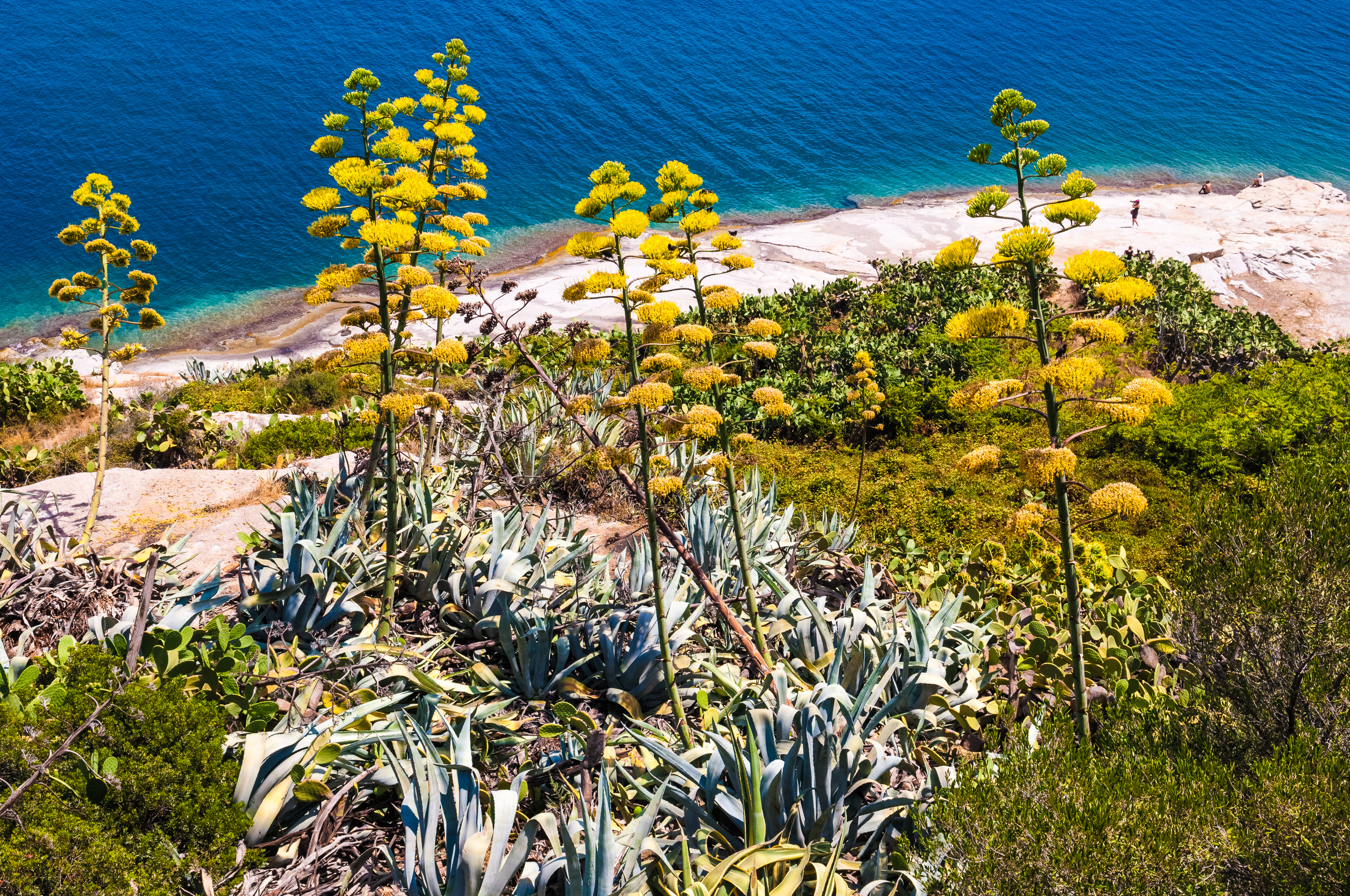 France, Haute-Corse (2B), Balagne, Calvi, vue sur le littoral à travers les agaves autour de la citadelle génoise // France, Haute-Corse (2B), Balagne, Calvi, view on the coast through the agaves around the Genoese citadel