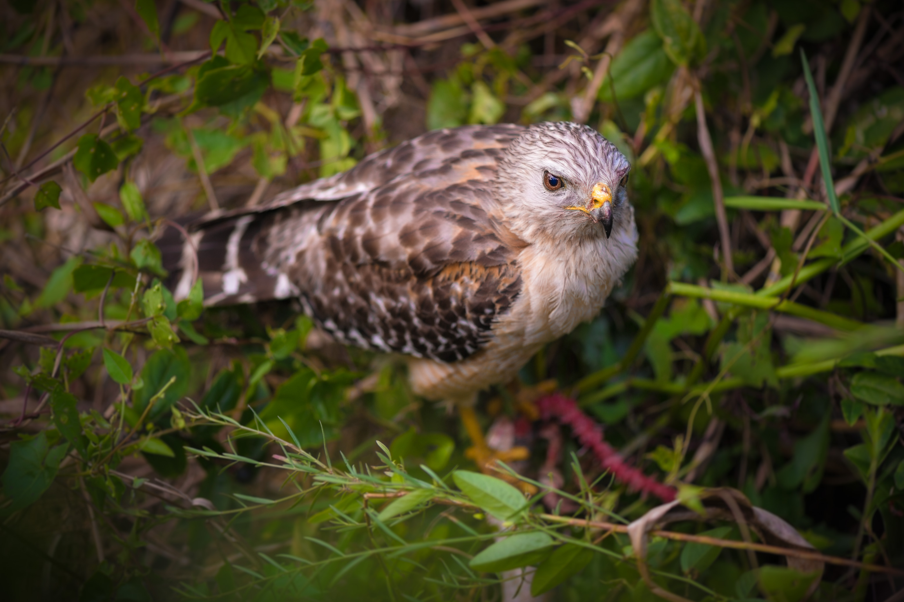 Sentir battre le coeur sauvage des Everglades / Photos : Aurélien BRUSINI