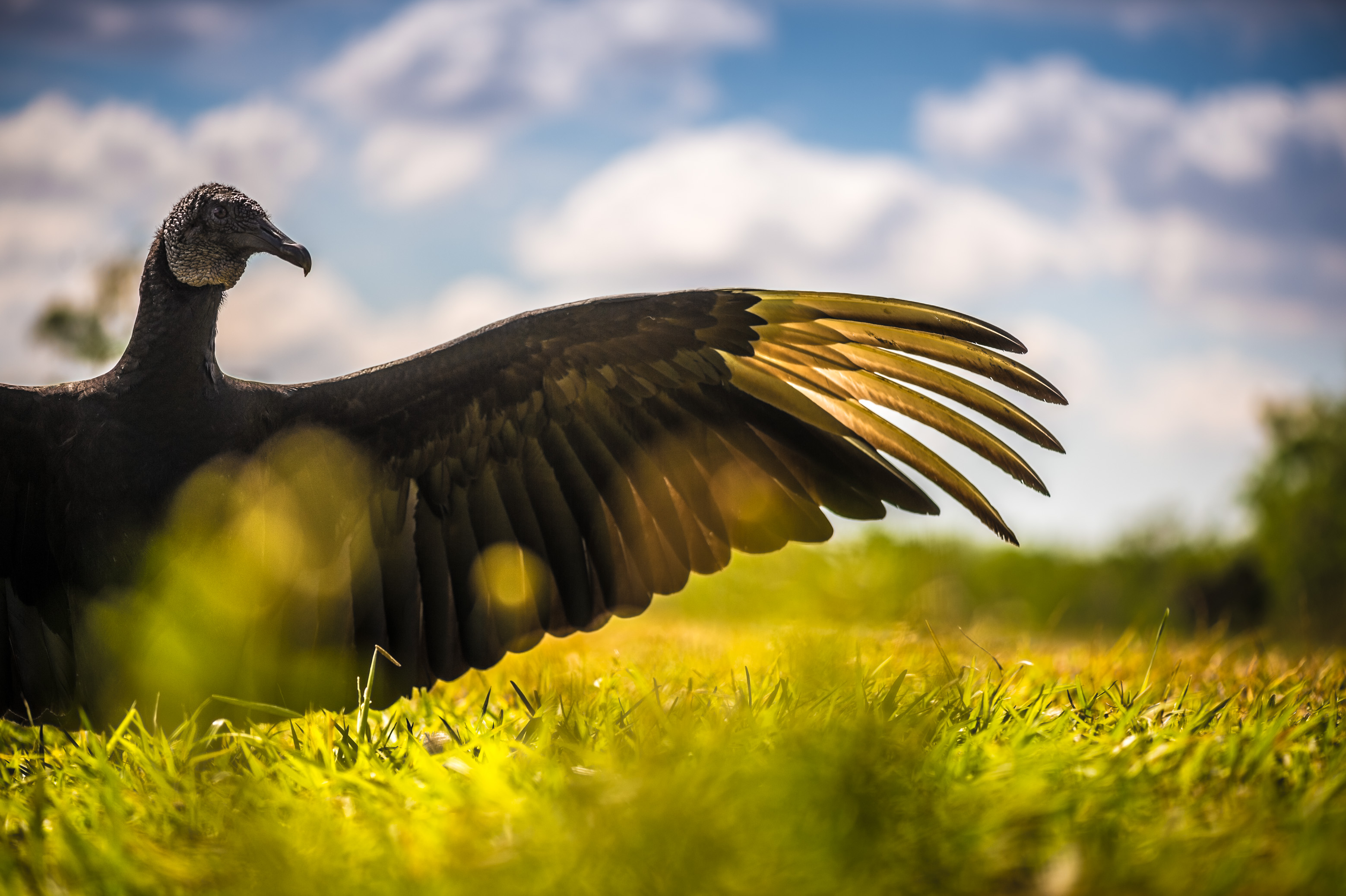 Etats-Unis, Amérique du nord, Floride, Vautour urubu noi (Coragyps atratus) faisant sécher ses plumes au soleil dans le Parc national des Everglades // USA, North America, Florida, black turkey vulture (Coragyps atratus) drying its feathers in the sun in the Everglades National Park