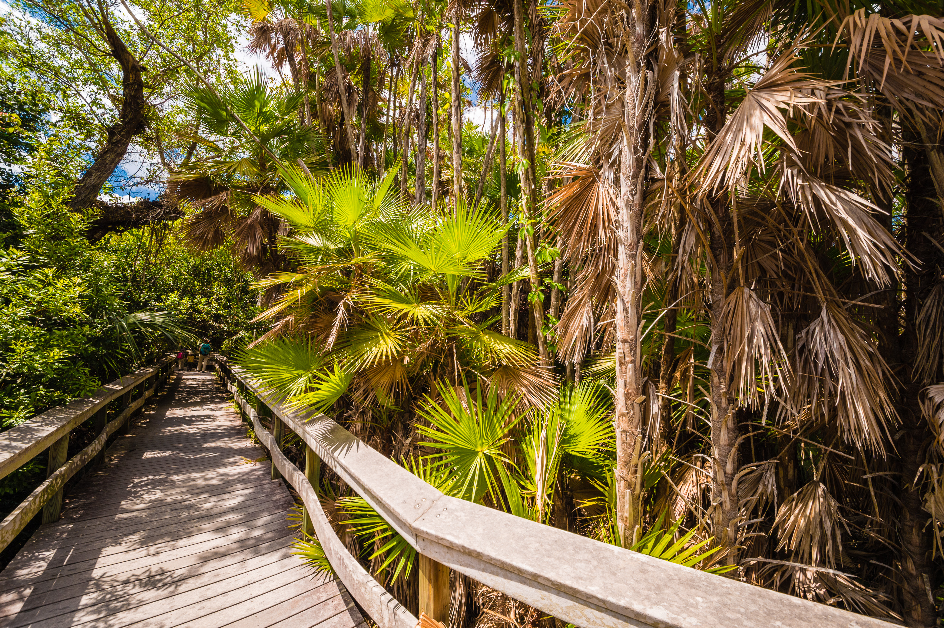 Sentir battre le coeur sauvage des Everglades / Photos : Aurélien BRUSINI