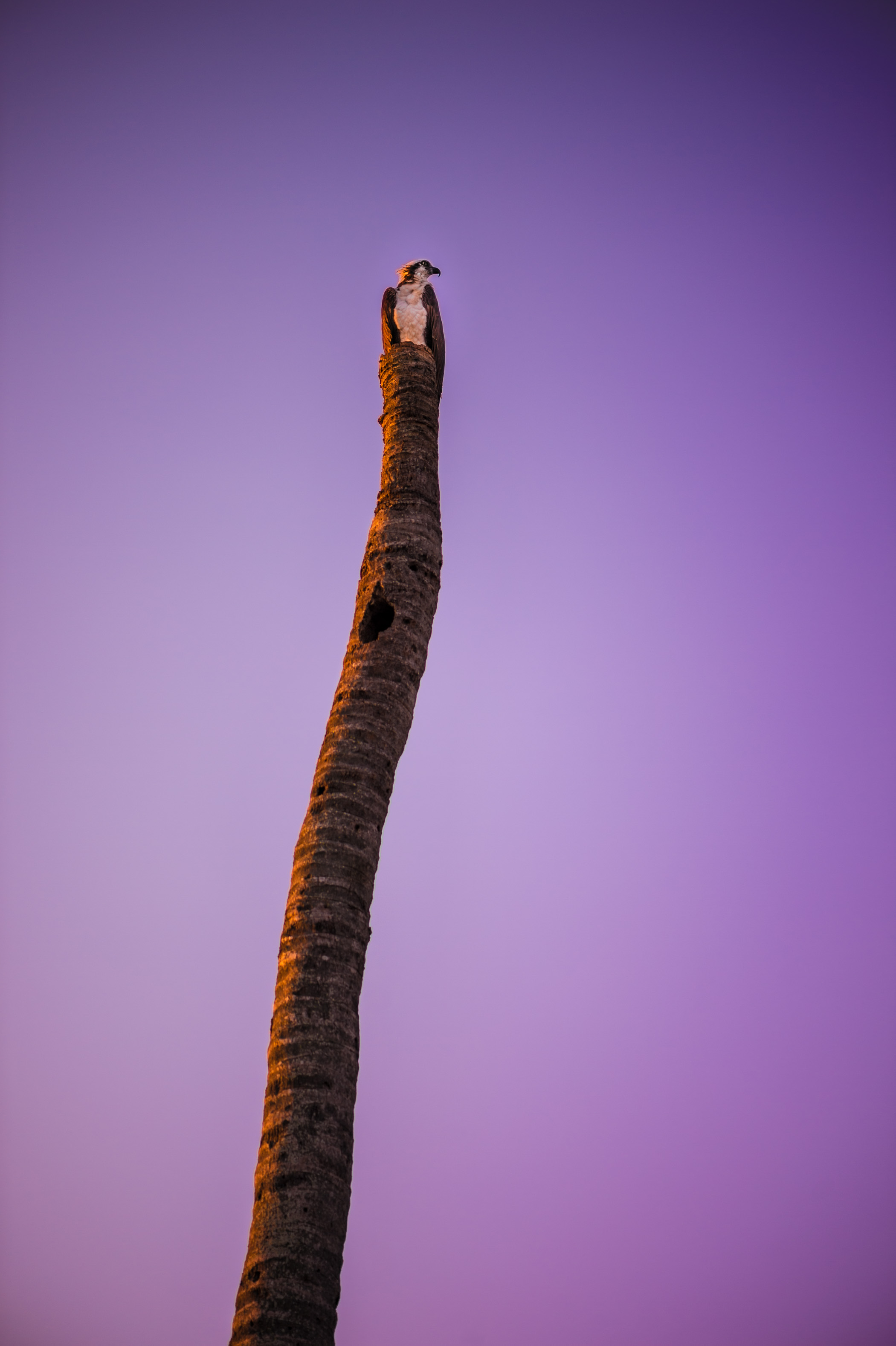 Sentir battre le coeur sauvage des Everglades / Photos : Aurélien BRUSINI