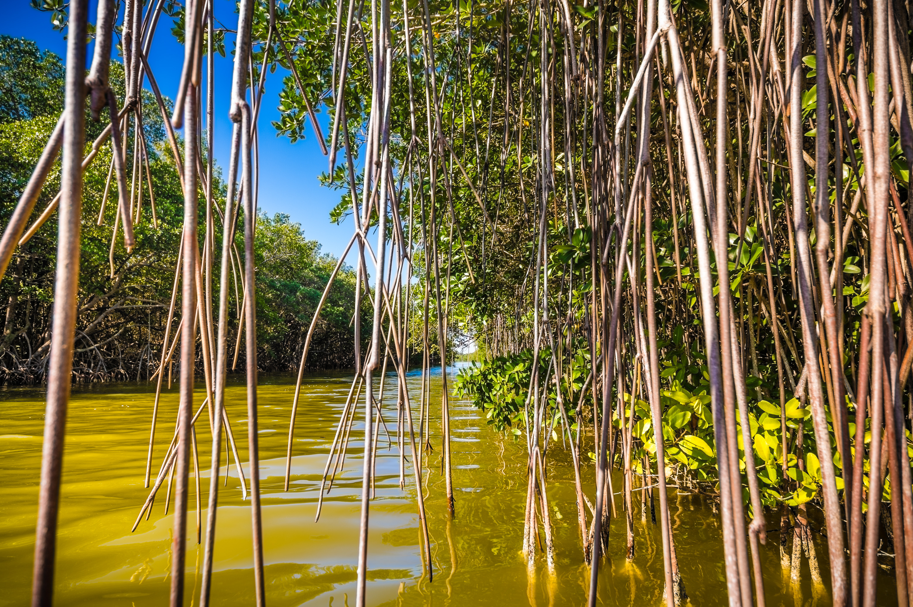 Sentir battre le coeur sauvage des Everglades / Photos : Aurélien BRUSINI