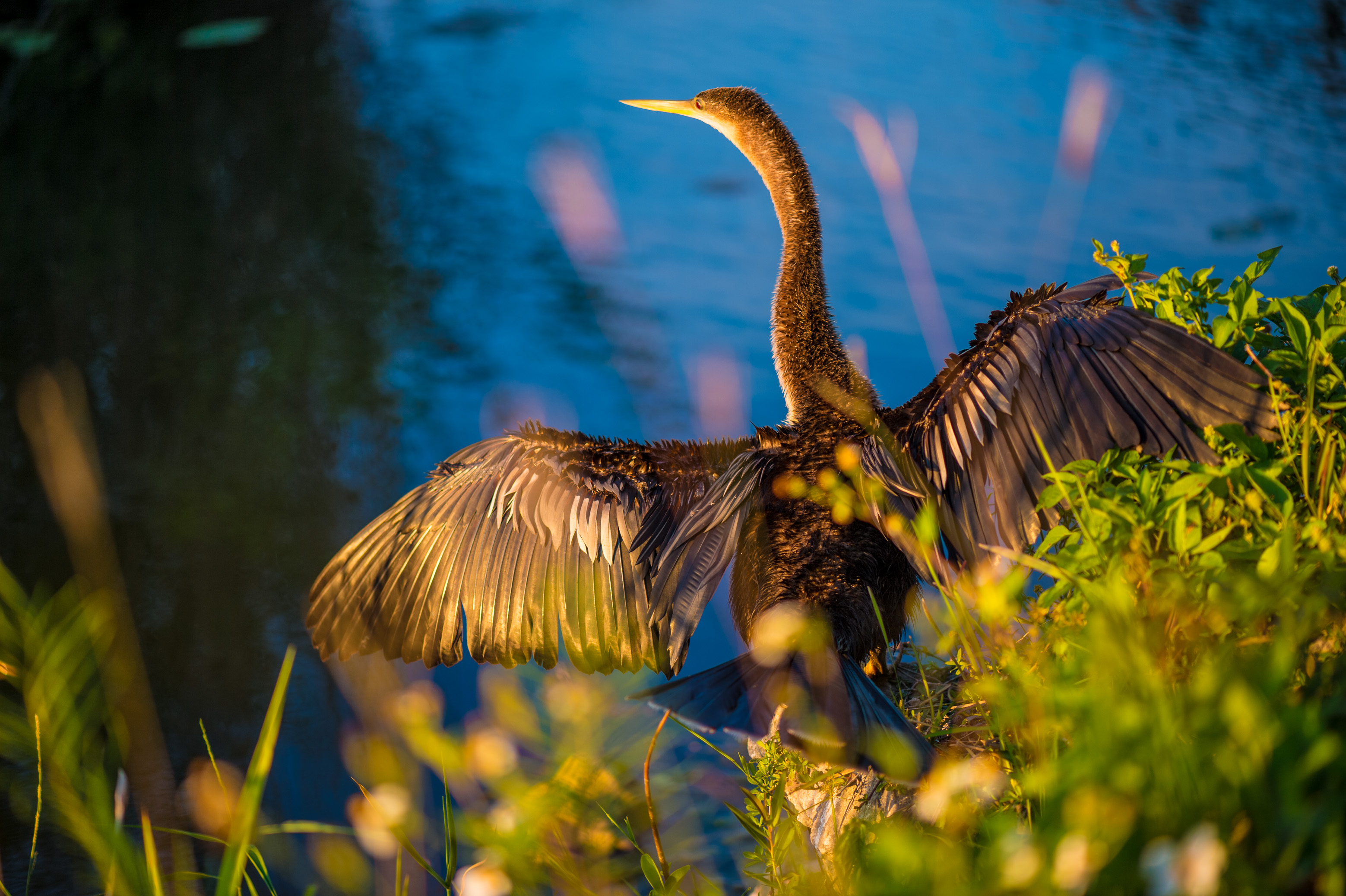 Sentir battre le coeur sauvage des Everglades / Photos : Aurélien BRUSINI