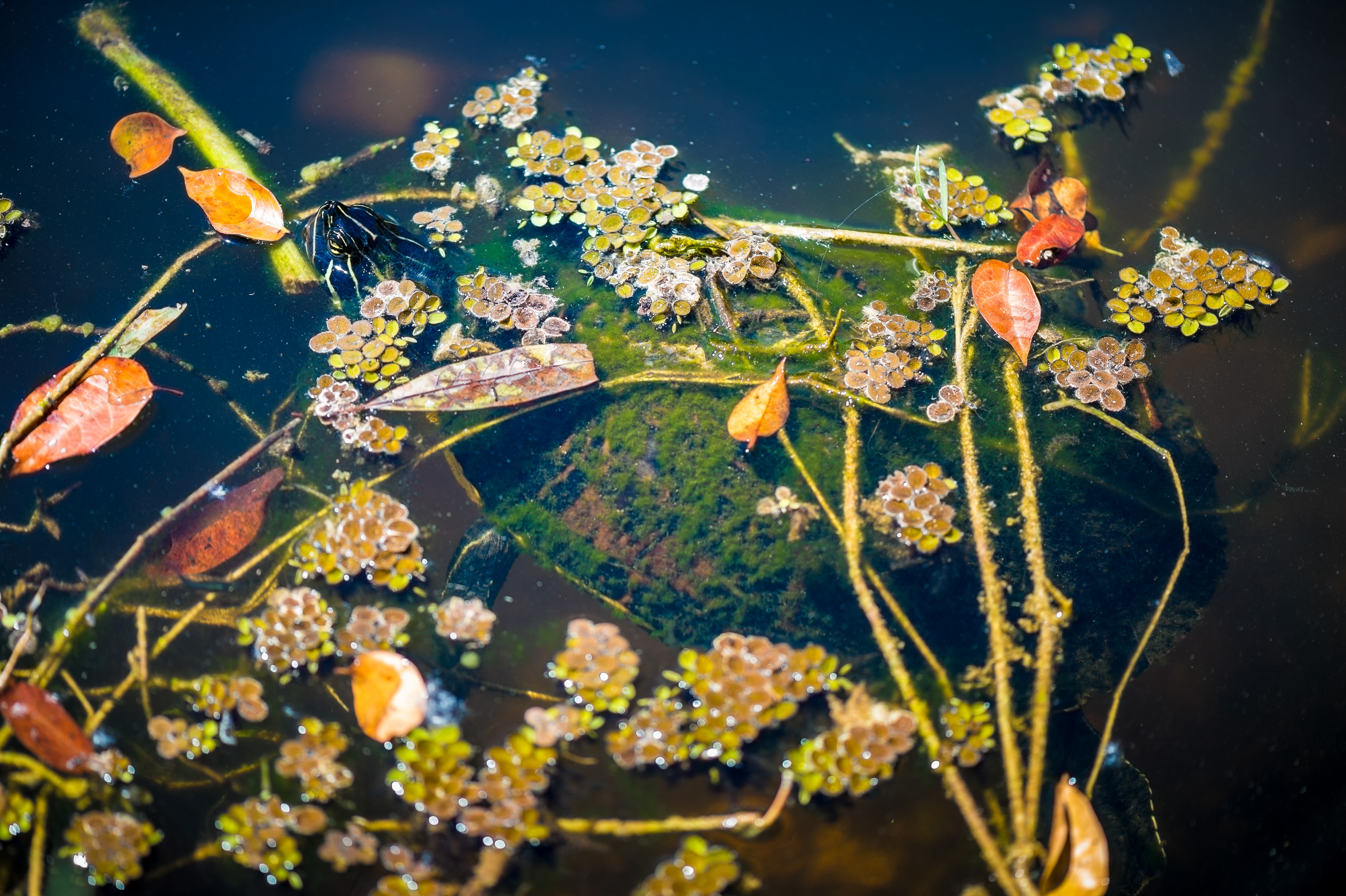 Sentir battre le coeur sauvage des Everglades / Photos : Aurélien BRUSINI