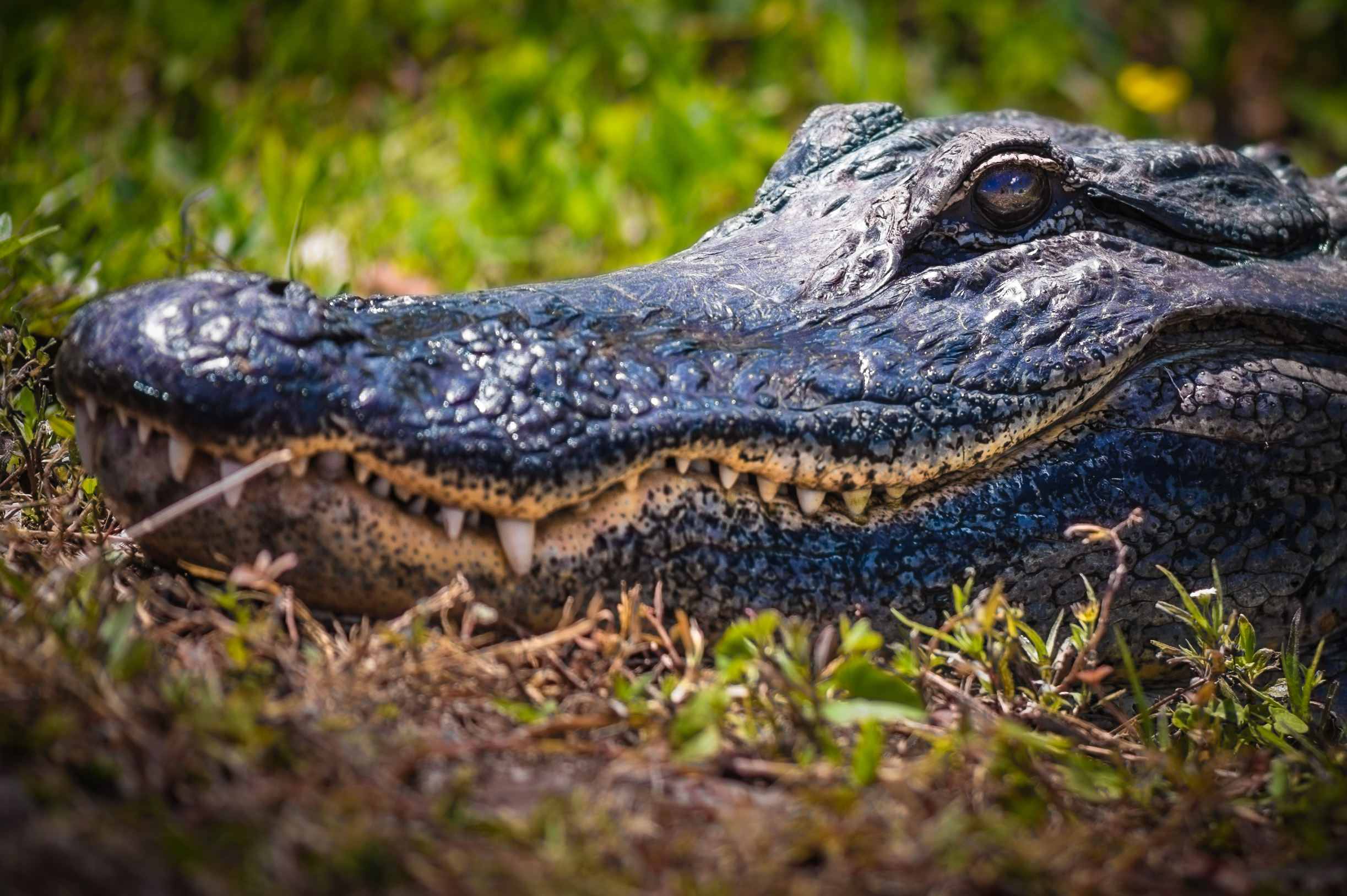 Sentir battre le coeur sauvage des Everglades / Photos : Aurélien BRUSINI