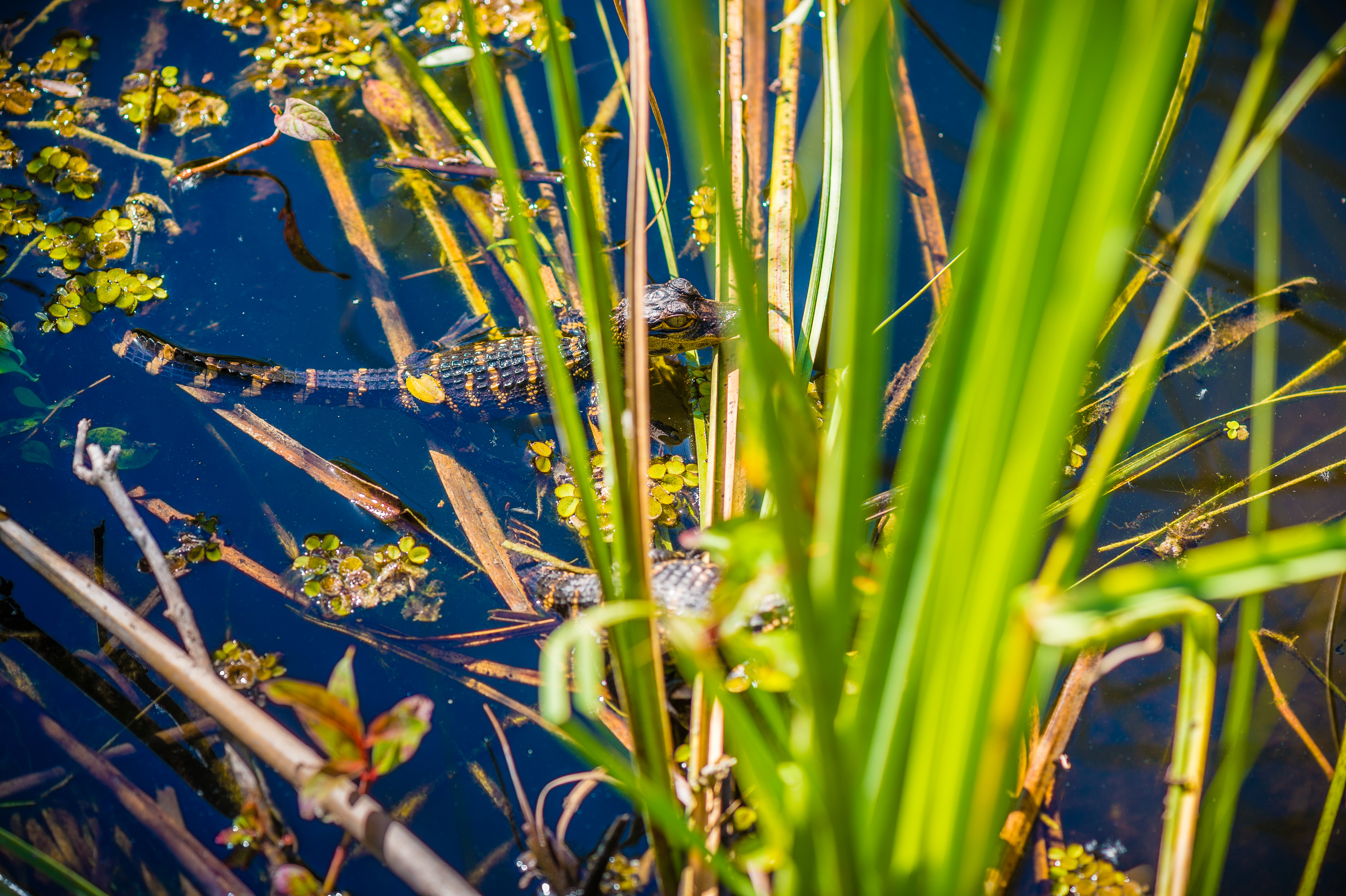 Sentir battre le coeur sauvage des Everglades / Photos : Aurélien BRUSINI