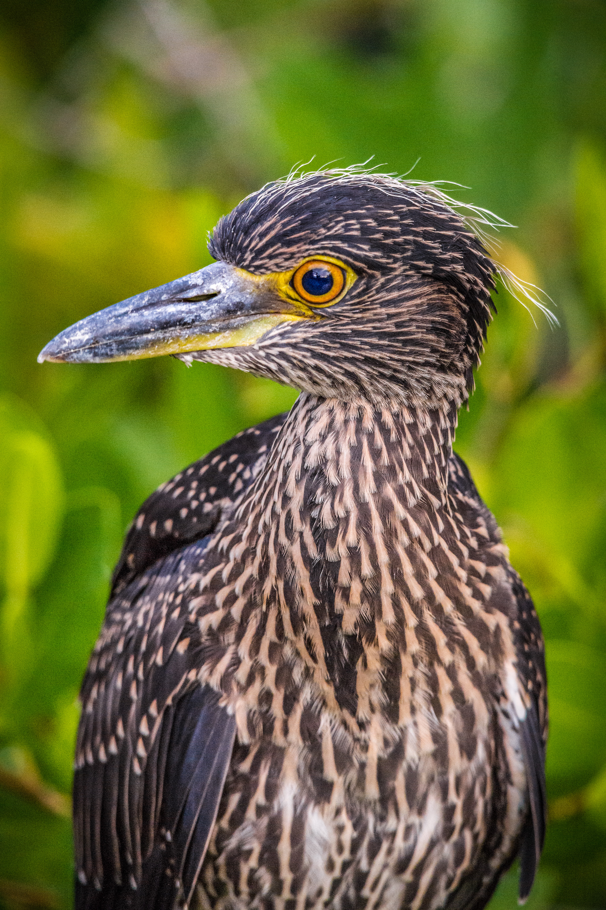 Equateur, archipel des Galápagos, classé Patrimoine Mondial de l'UNESCO, île de Santa Cruz, Puerto Ayora, Héron à dos vert (Butorides striatus) dans la mangrove // Ecuador, Galapagos archipelago, classified as World Heritage by UNESCO, Santa Cruz Island, Puerto Ayora, Greenbacked Heron (Butorides striatus) in the mangrove