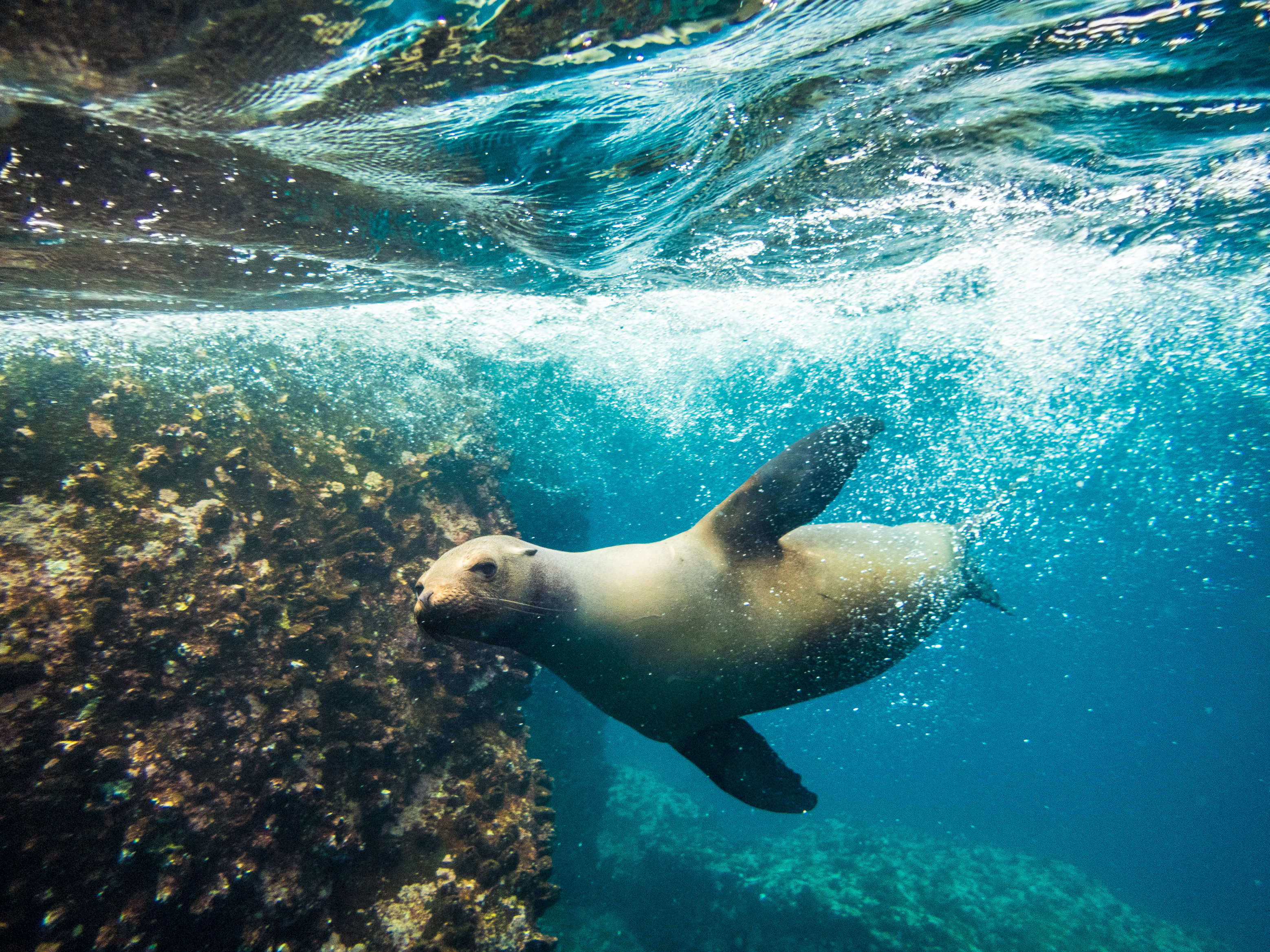 Equateur, archipel des Galápagos, classé Patrimoine Mondial de l'UNESCO, île de Santa Fé, Plongée au milieu des Lions de mer des Galápagos (Zalophus wollebaeki) autour de l'île Bouteille // Ecuador, Galapagos Archipelago, classified as World Heritage by UNESCO, Santa Fe Island, Diving in the middle of the Galapagos Sea Lions (Zalophus wollebaeki) around Bottle Island