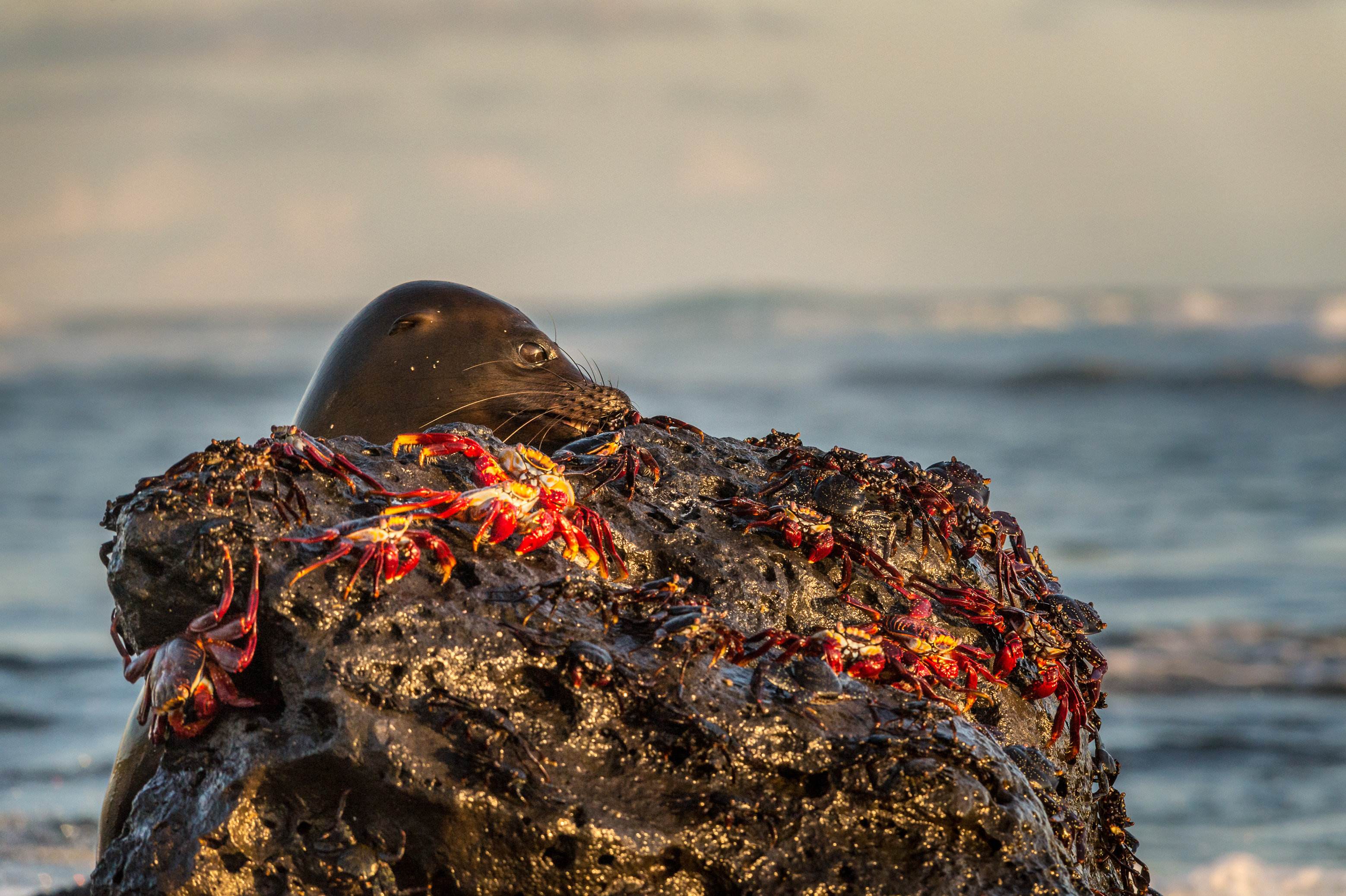 Equateur, archipel des Galápagos, classé Patrimoine Mondial de l'UNESCO, île de San Cristóbal, Lion de mer des Galápagos (Zalophus wollebaeki) chassant des crabes rouges des Galápagos (Grapsus grapsus) sur la lagune El Junco, l'une des rares sources permanentes d'eau douce de l'ensemble des Galápagos, elle empêche l'évaporation grâce à son altitude - environ 700 mètres au-dessus du niveau de la mer dans les hautes terres humides de San Cristobal // Ecuador, Galapagos archipelago, classified as World Heritage by UNESCO, San Cristobal Island, Galapagos sea lion (Zalophus wollebaeki) hunting red crabs of the Galapagos (Grapsus grapsus) on El Junco lagoon, one of the few sources of the Galapagos, it prevents evaporation thanks to its altitude - about 700 meters above sea level in the humid highlands of San Cristobal
