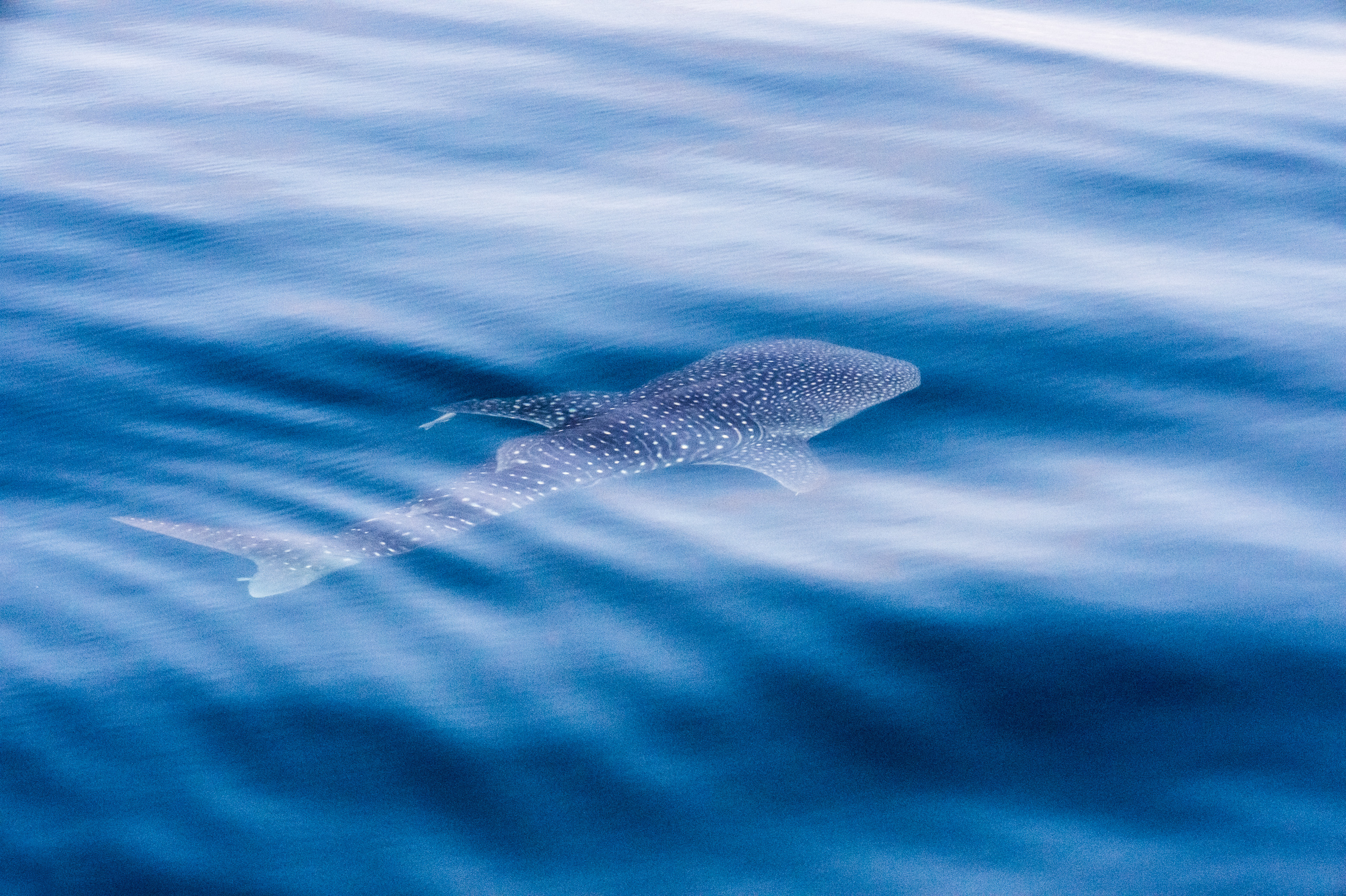 Equateur, archipel des Galápagos, classé Patrimoine Mondial de l'UNESCO, île Bartolomé, Requin-baleine (Rhincodon typus) juvénile // Ecuador, Galapagos Archipelago, UNESCO World Heritage Site, Bartolomé Island, Juvenile Whale Shark (Rhincodon typus)