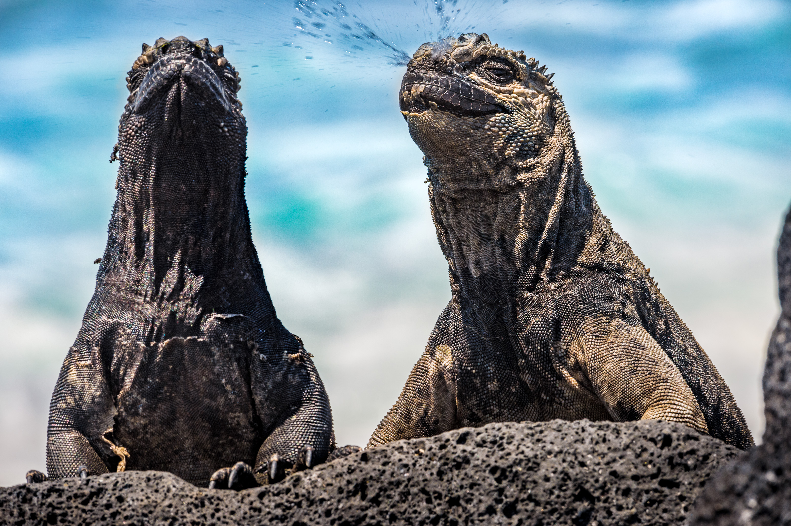 Equateur, archipel des Galápagos, classé Patrimoine Mondial de l'UNESCO, île d'Isabela (Albemarie), Iguanes marins des Galápagos (Amblyrhynchus cristatus) endémiques désalant l'eau de mer qu'ils ont ingurgitée par le nez // Ecuador, Galapagos archipelago, classified as World Heritage by UNESCO, Isabela Island (Albemarie), Galapagos marine iguanas (Amblyrhynchus cristatus) endemic desalting the seawater that they has swallowed by the nose