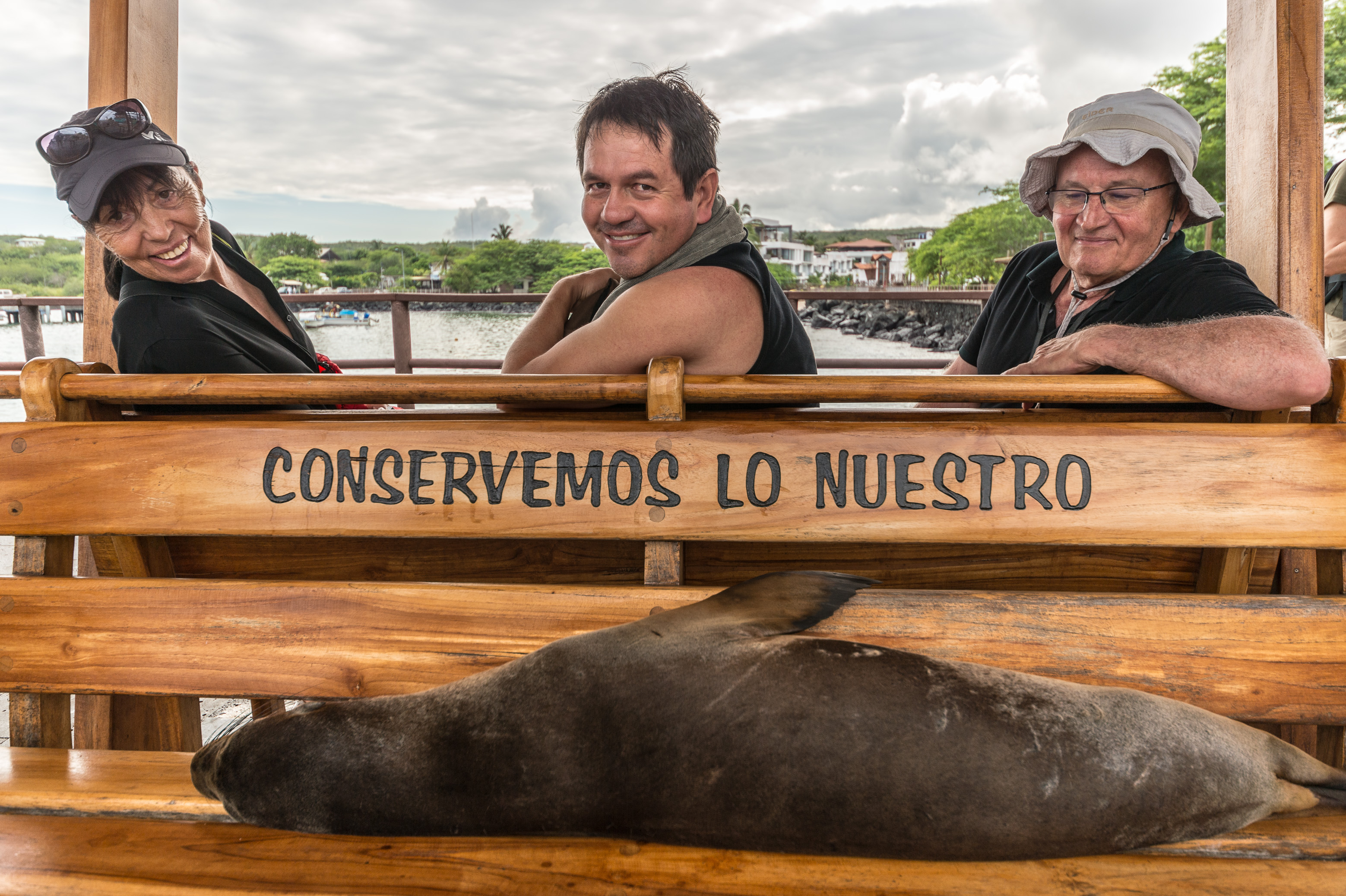 Equateur, archipel des Galápagos, classé Patrimoine Mondial de l'UNESCO, île de San Cristóbal, Lion de mer des Galápagos (Zalophus wollebaeki) se reposant sur un banc du port de Puerto Baquerizo Moreno incitant à la protection de la nature // Ecuador, Galápagos archipelago, classified as World Heritage by UNESCO, San Cristóbal Island, Galápagos sea lion (Zalophus wollebaeki) resting on a bench at the port of Puerto Baquerizo Moreno encouraging the protection of nature