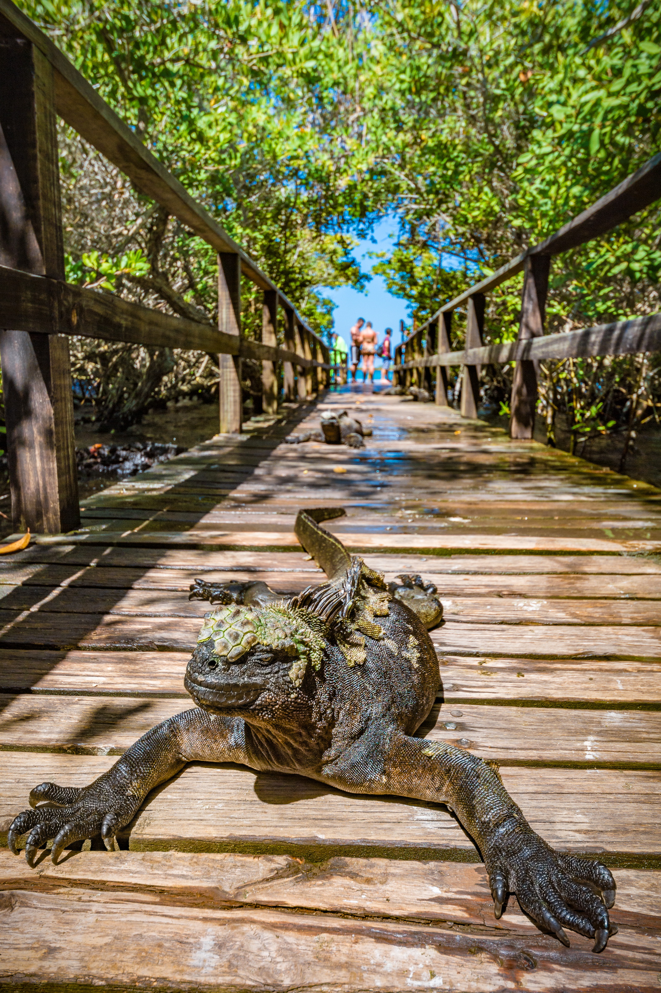 Equateur, archipel des Galápagos, classé Patrimoine Mondial de l'UNESCO, île d'Isabela (Albemarie), Puerto Villamil, Iguane marin des Galápagos (Amblyrhynchus cristatus) prenant le soleil sur une passerelle menant à la plage dans la mangrove // Ecuador, Galapagos archipelago, classified as World Heritage by UNESCO, Isabela Island (Albemarie), Puerto Villamil, Galapagos marine iguana (Amblyrhynchus cristatus) sunbathing on a footbridge leading to the beach in the mangrove