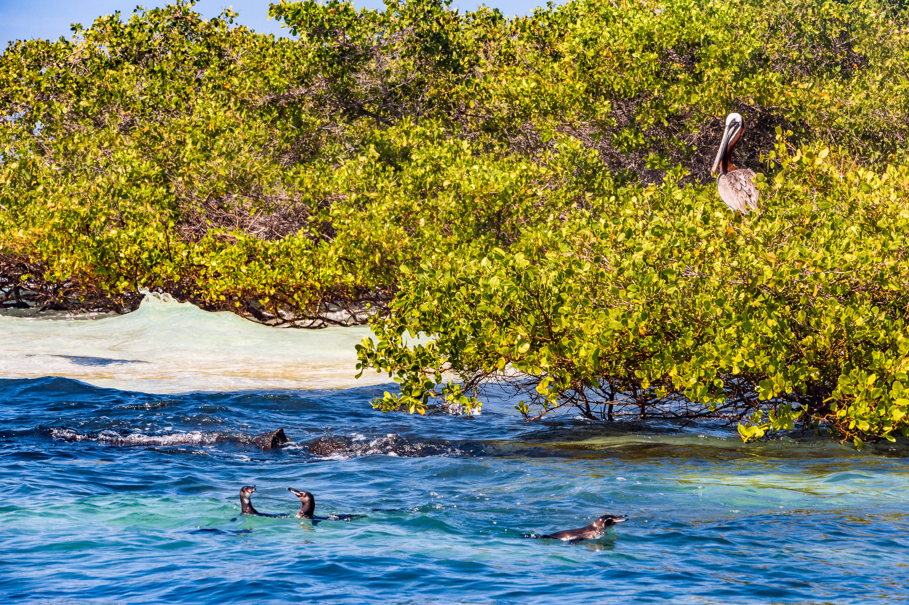 Equateur, archipel des Galápagos, classé Patrimoine Mondial de l'UNESCO, île d'Isabela (Albemarie), Los Tintoreras, Manchots des Galápagos (Spheniscus mendiculus) et Pélican brun des Galapagos (Pelecanus occidentalis urinator) // Ecuador, Galápagos Archipelago, World Heritage Site by UNESCO, Isabela Island (Albemarie), Los Tintoreras, Galápagos Penguins (Spheniscus mendiculus) and Galapagos Brown Pelicans (Pelecanus occidentalis urinator)