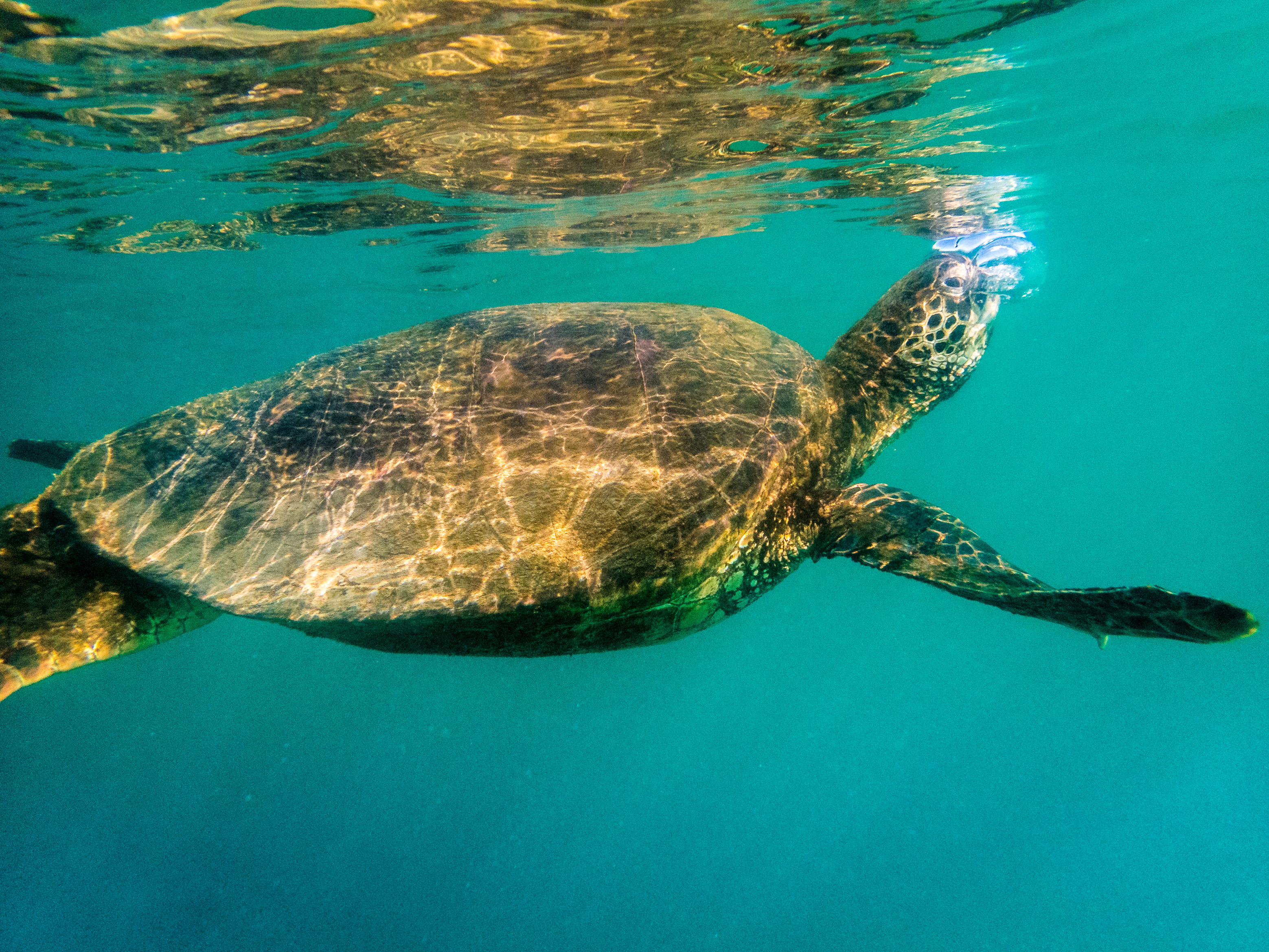 Equateur, archipel des Galápagos, classé Patrimoine Mondial de l'UNESCO, île d'Isabela (Albemarie), Los Tintoreras, vue sous-marine d'une Tortue verte (Chelonia mydas) prenant une respiration en surface // Ecuador, Galápagos archipelago, classified as World Heritage by UNESCO, Isabela Island (Albemarie), Los Tintoreras, underwater view of a green turtle (Chelonia mydas) taking a breath on the surface