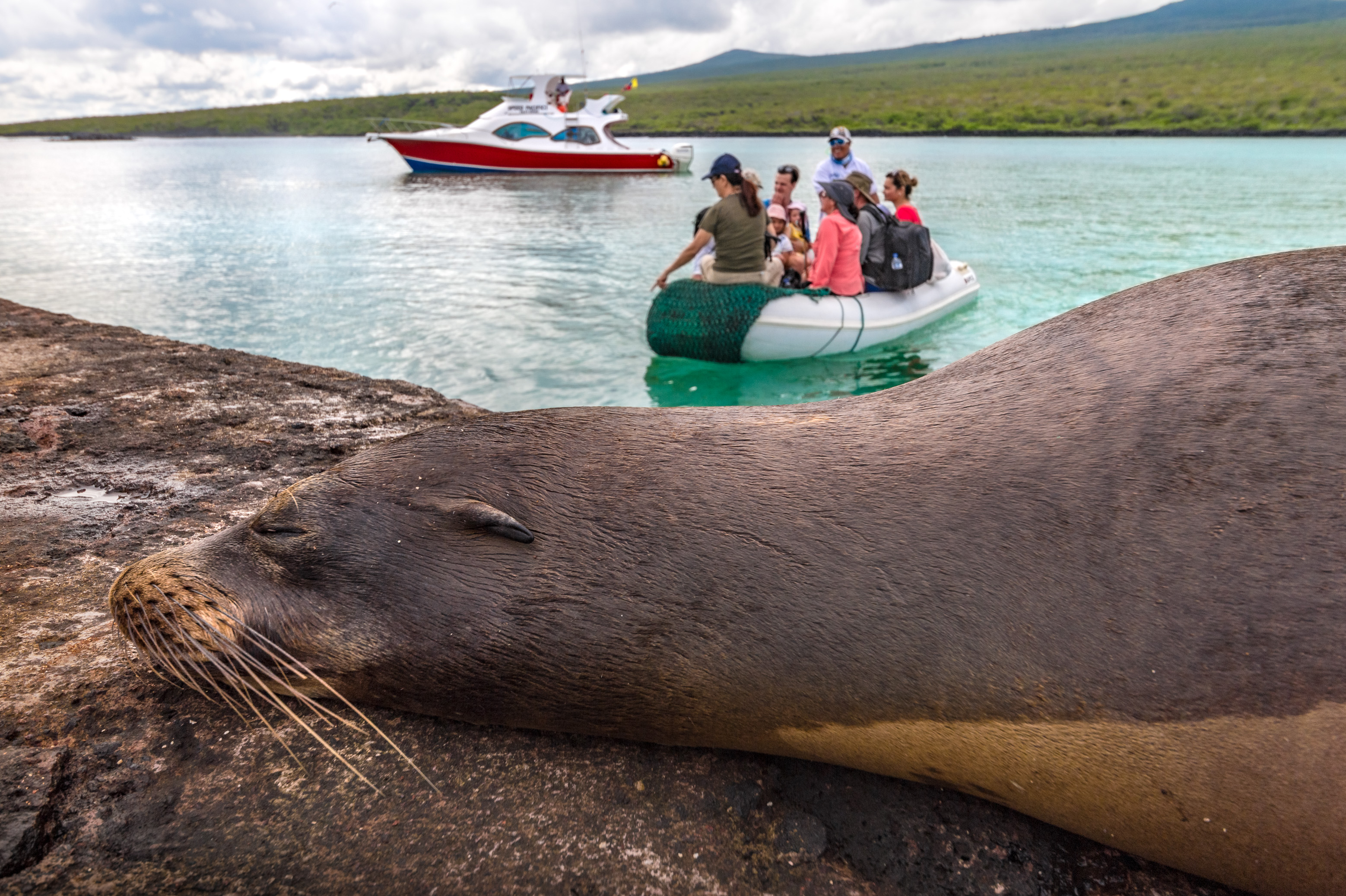 Equateur, archipel des Galápagos, classé Patrimoine Mondial de l'UNESCO, île Lobos, Lion de mer des Galápagos (Zalophus wollebaeki) se reposant sur le ponton à l'arrivée de touristes // Ecuador, Galapagos Archipelago, World Heritage Site of UNESCO, Lobos Island, Galapagos Sea Lion (Zalophus wollebaeki) resting on the pontoon at the arrival of tourists