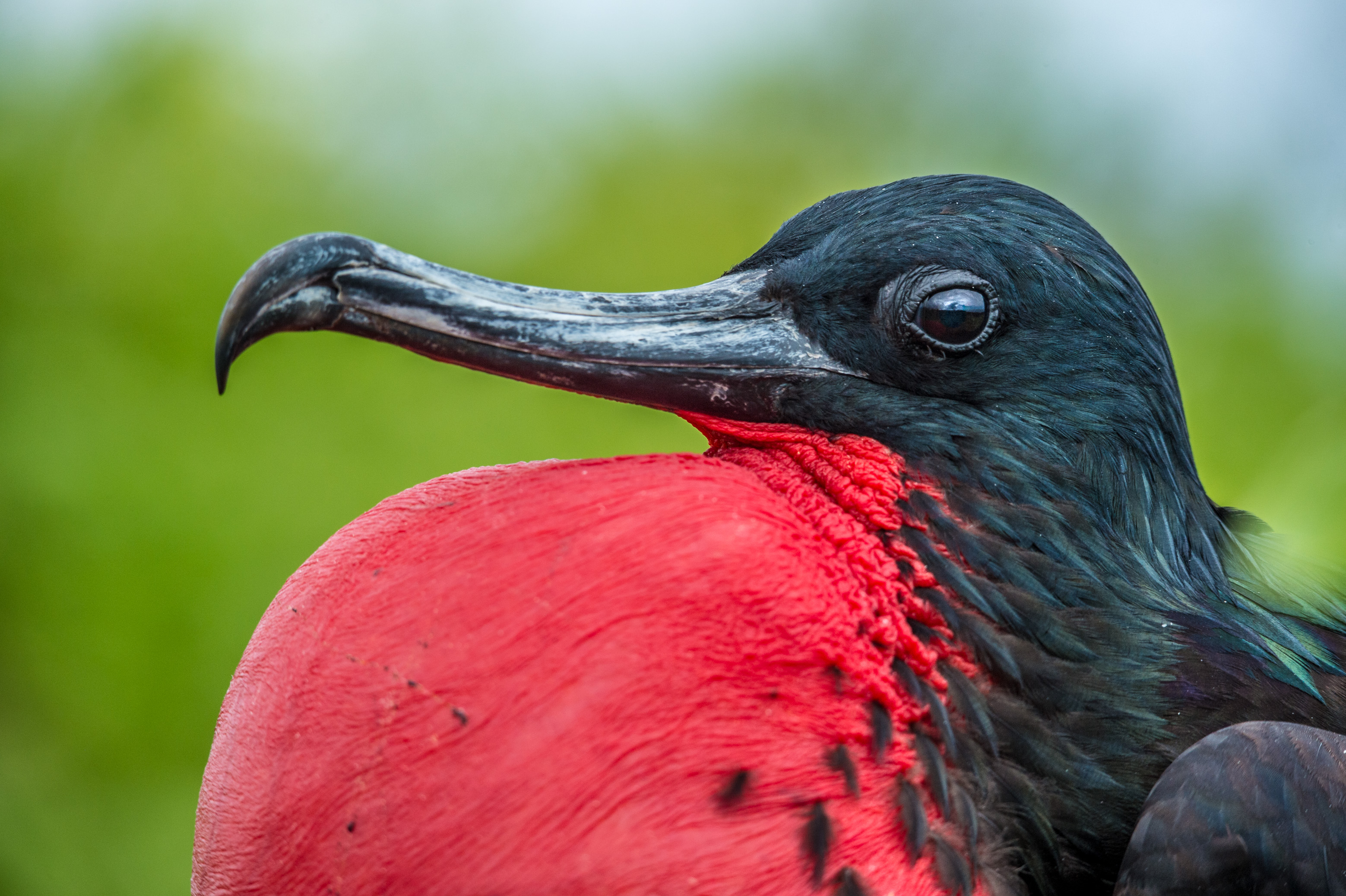 Equateur, archipel des Galápagos, classé Patrimoine Mondial de l'UNESCO, île Lobos, Frégate du Pacifique (Fregata minor) mâle en parade amoureuse // Ecuador, Galapagos archipelago, classified as World Heritage by UNESCO, Lobos Island, Fregata magnificens male in love parade
