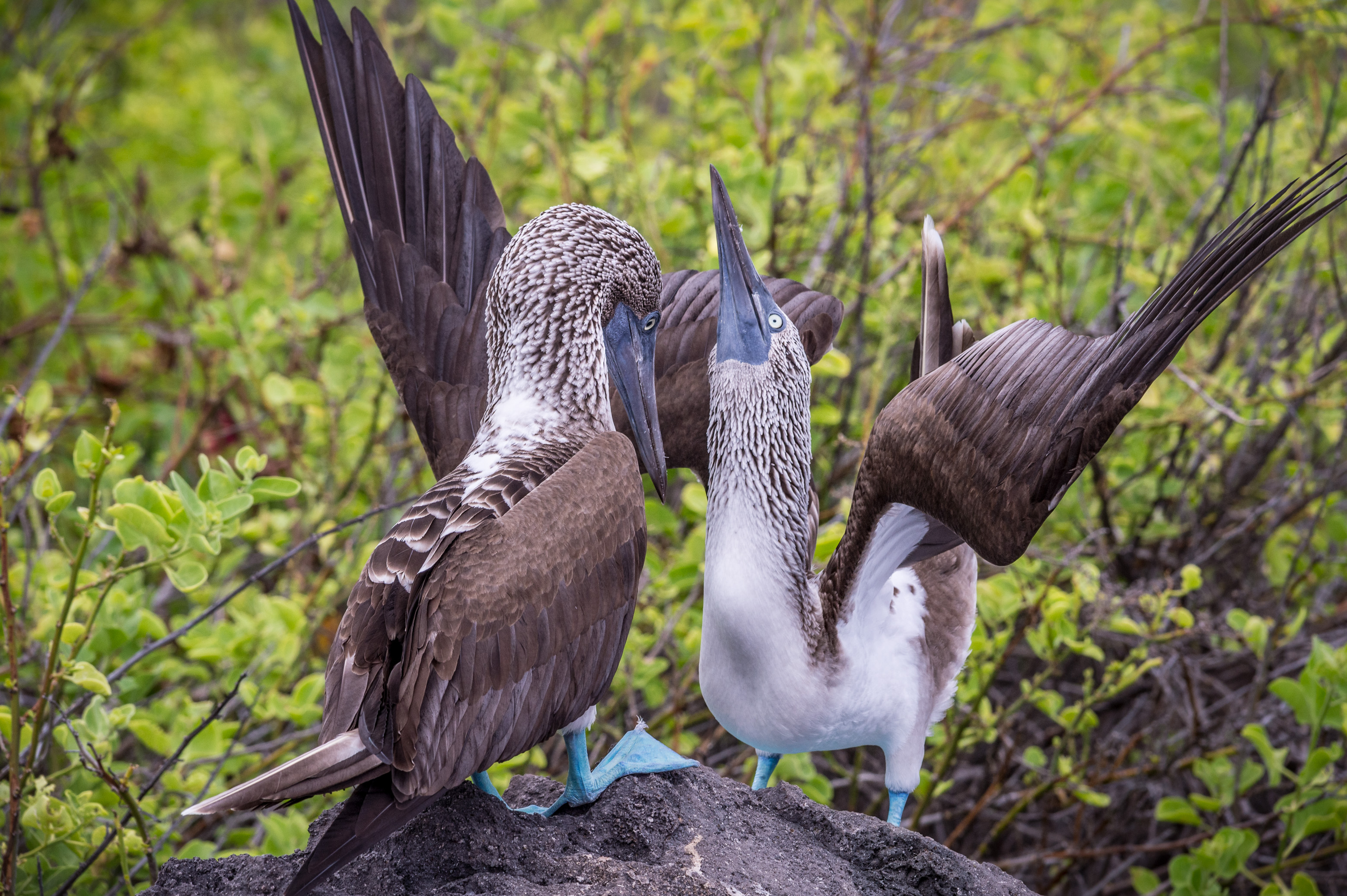 Equateur, archipel des Galápagos, classé Patrimoine Mondial de l'UNESCO, île Lobos, Fous à pieds bleus (Sula nebouxii) en parade amoureuse // Ecuador, Galapagos archipelago, classified as World Heritage by UNESCO, Lobos Island, blue-footed boobies (Sula nebouxii) in love parade