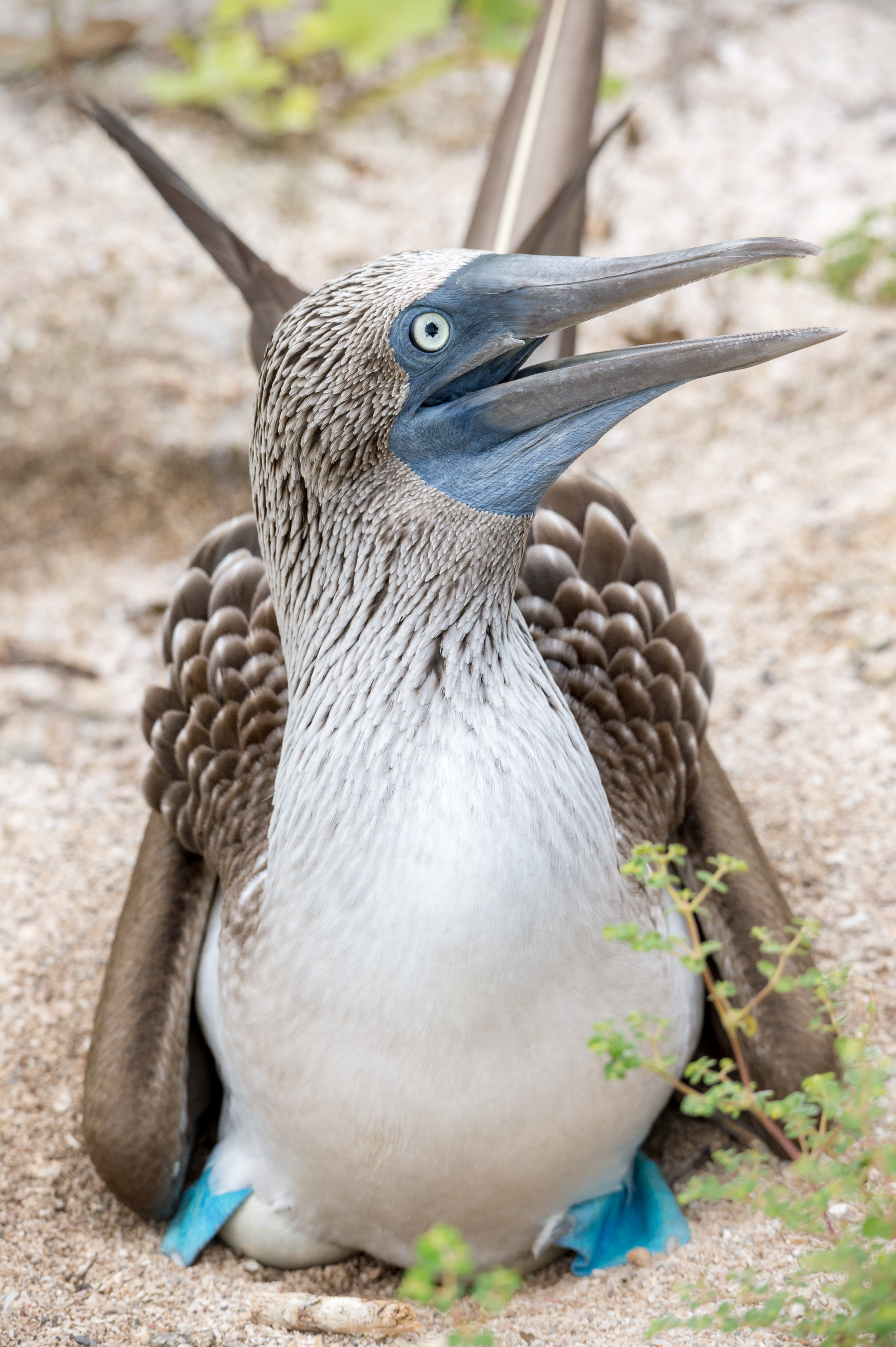 Equateur, archipel des Galápagos, classé Patrimoine Mondial de l'UNESCO, île Lobos, Fou à pieds bleus (Sula nebouxii) couvant ses oeufs au sol // Ecuador, Galapagos Archipelago, World Heritage Site by UNESCO, Lobos Island, Blue-footed Booby (Sula nebouxii) incubating its eggs on the ground