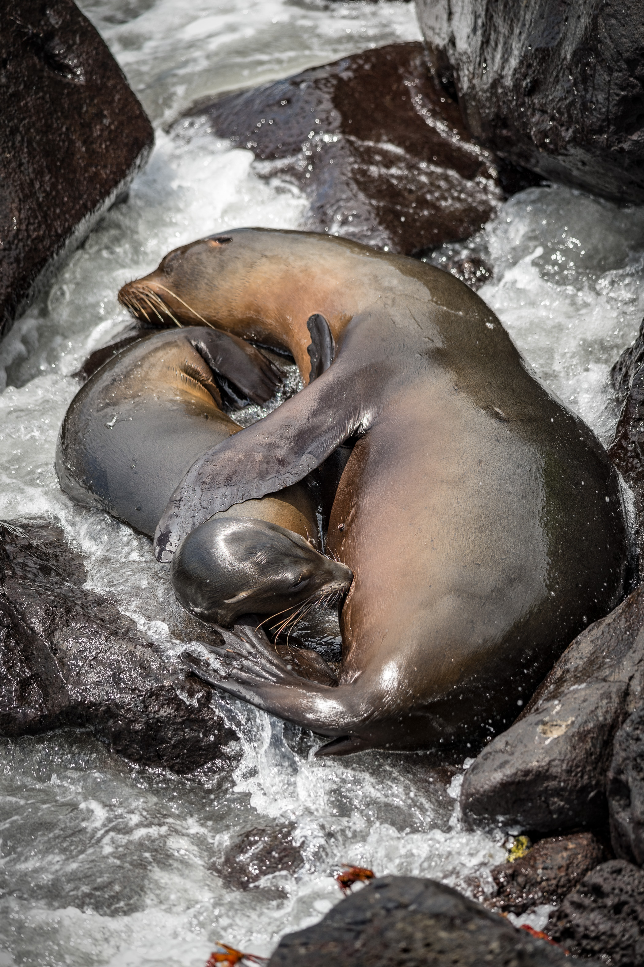 Equateur, archipel des Galápagos, classé Patrimoine Mondial de l'UNESCO, île de San Cristóbal, Puerto Baquerizo Moreno, Lion de mer des Galápagos (Zalophus wollebaeki) femelle allaitant son bébé // Ecuador, Galápagos Archipelago, World Heritage Site by UNESCO, San Cristobal Island, Puerto Baquerizo Moreno, Galapagos Sea Lion (Zalophus wollebaeki) female breastfeeding baby