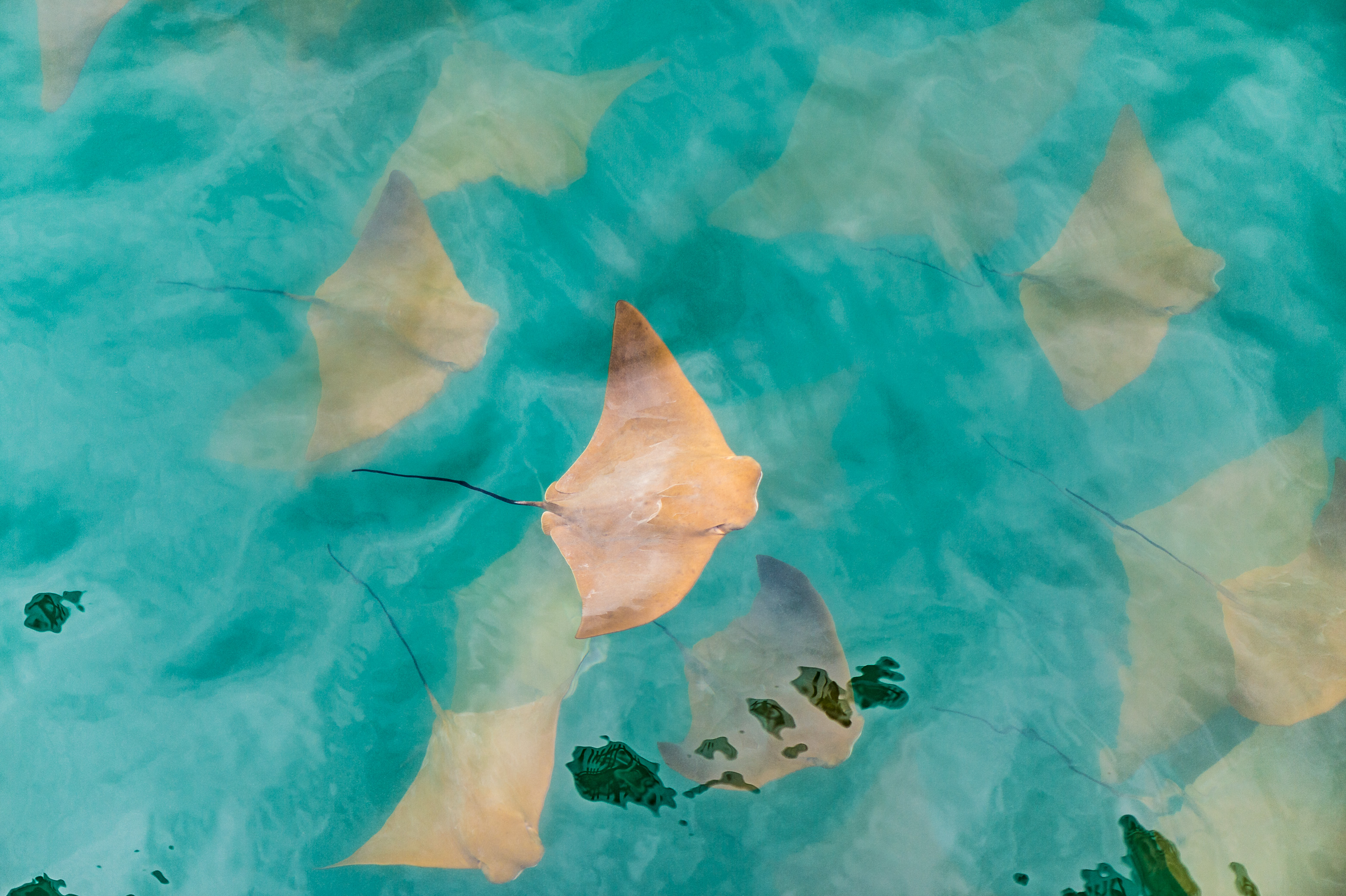 Equateur, archipel des Galápagos, classé Patrimoine Mondial de l'UNESCO, île de Santa Cruz, Puerto Ayora, banc de raies aigle (Rhinoptera steindachneri) // Ecuador, Galápagos Archipelago, classified as World Heritage by UNESCO, Santa Cruz Island, Puerto Ayora, eagle rays (Rhinoptera steindachneri)