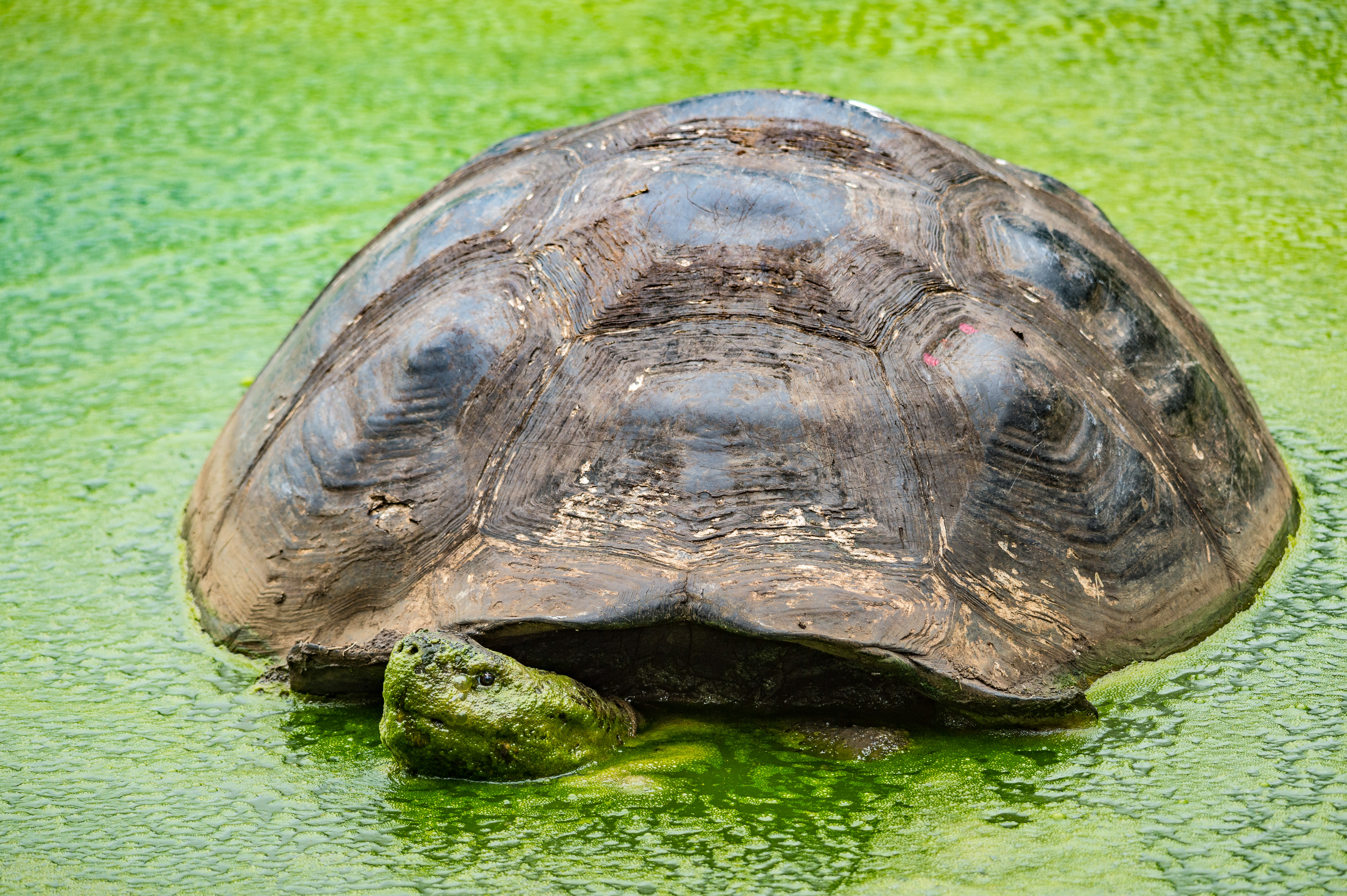 Equateur, archipel des Galápagos, classé Patrimoine Mondial de l'UNESCO, île de Santa Cruz, réserve El Chato, tortue terrestre géante des Galápagos (Chelonoidis nigra) // Ecuador, Galápagos Archipelago, classified as World Heritage by UNESCO, Santa Cruz Island, El Chato Reserve, Giant Galápagos tortoise (Chelonoidis nigra)