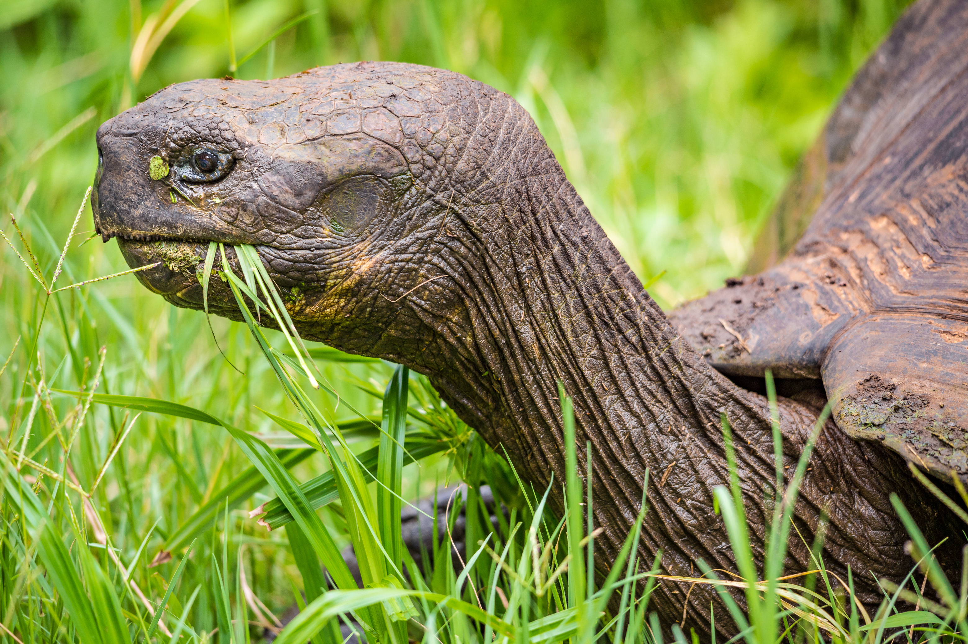 Equateur, archipel des Galápagos, classé Patrimoine Mondial de l'UNESCO, île de Santa Cruz, réserve El Chato, tortue terrestre géante des Galápagos (Chelonoidis nigra) // Ecuador, Galápagos Archipelago, classified as World Heritage by UNESCO, Santa Cruz Island, El Chato Reserve, Giant Galápagos tortoise (Chelonoidis nigra)
