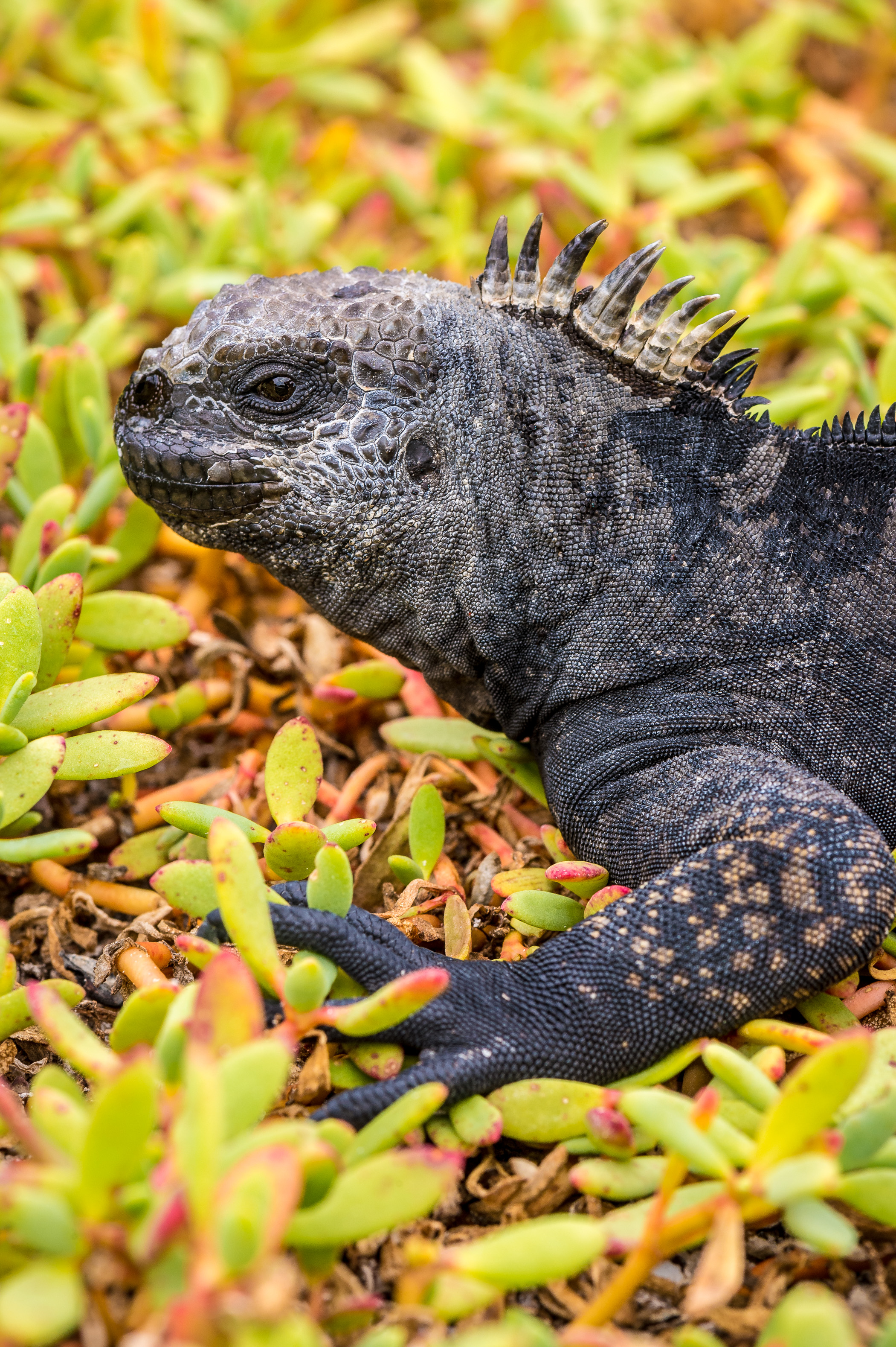 Equateur, archipel des Galápagos, classé Patrimoine Mondial de l'UNESCO, île de Santa Cruz, baie Tortuga, Iguane marin (Amblyrhynchus cristatus) // Ecuador, Galapagos Archipelago, World Heritage Site by UNESCO, Santa Cruz Island, Tortuga Bay, Marine Iguana (Amblyrhynchus cristatus)