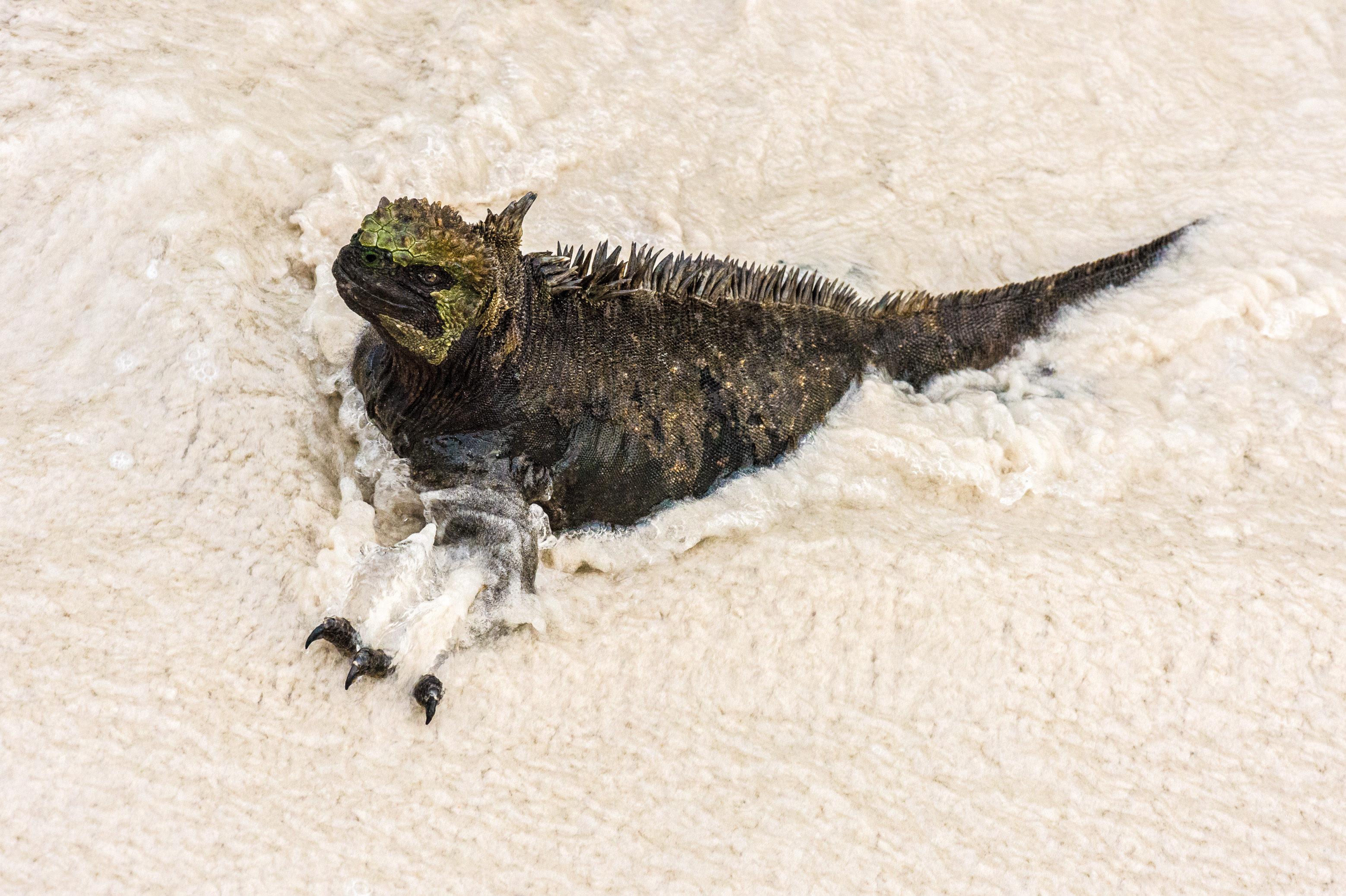 Equateur, archipel des Galápagos, classé Patrimoine Mondial de l'UNESCO, île de Santa Cruz, baie Tortuga, Iguane marin (Amblyrhynchus cristatus) dans l'eau sur la plage // Ecuador, Galapagos Archipelago, World Heritage Site by UNESCO, Santa Cruz Island, Tortuga Bay, Marine Iguana (Amblyrhynchus cristatus) in the water on the beach