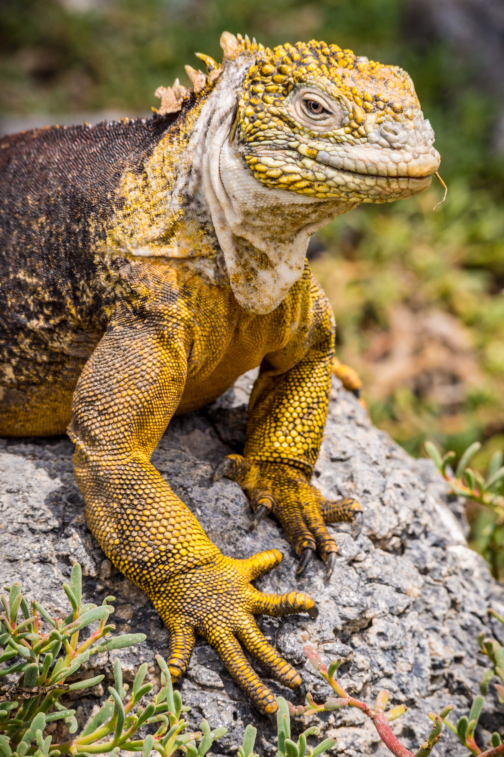 Equateur, archipel des Galápagos, classé Patrimoine Mondial de l'UNESCO, île de Santa Cruz, île Plaza Sud, Iguane terrestre des Galápagos (Conolophus subcristatus) // Ecuador, Galapagos Archipelago, World Heritage Site by UNESCO, Santa Cruz Island, South Plaza Island, Galapagos Terrestrial Iguana (Conolophus subcristatus)