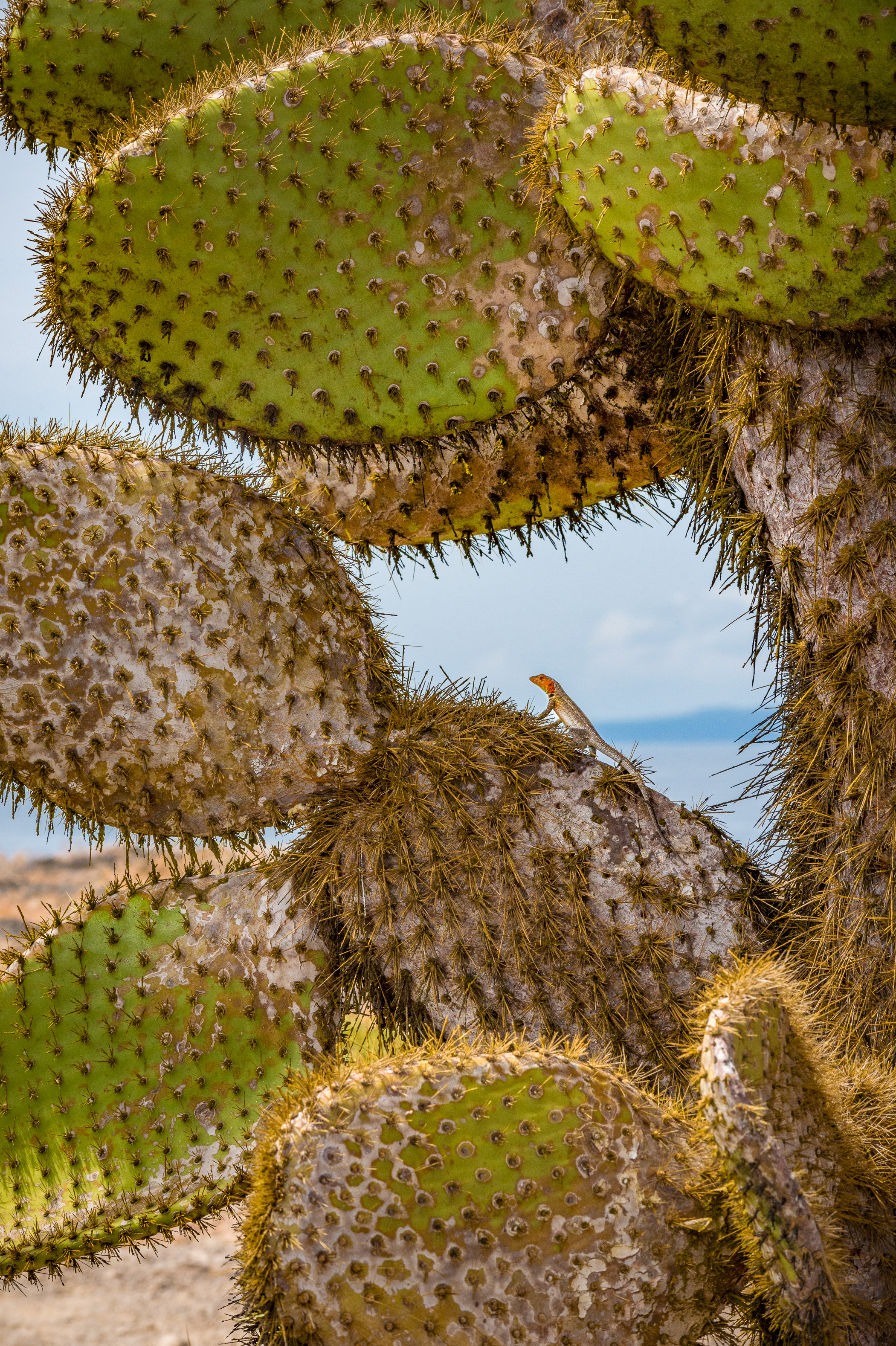 Equateur, archipel des Galápagos, classé Patrimoine Mondial de l'UNESCO, île de Santa Cruz, île Plaza Sud, Lézard de lave des Galapagos (Microlophus albemarlensis) sur un Figuier de barbarie des Galapagos, (Opuntia echios) // Ecuador, Galapagos archipelago, classified as World Heritage by UNESCO, Santa Cruz Island, South Plaza Island, Galapagos Lava Lizard (Microlophus albemarlensis) on a Galapagos barbarite fig tree, (Opuntia echios)