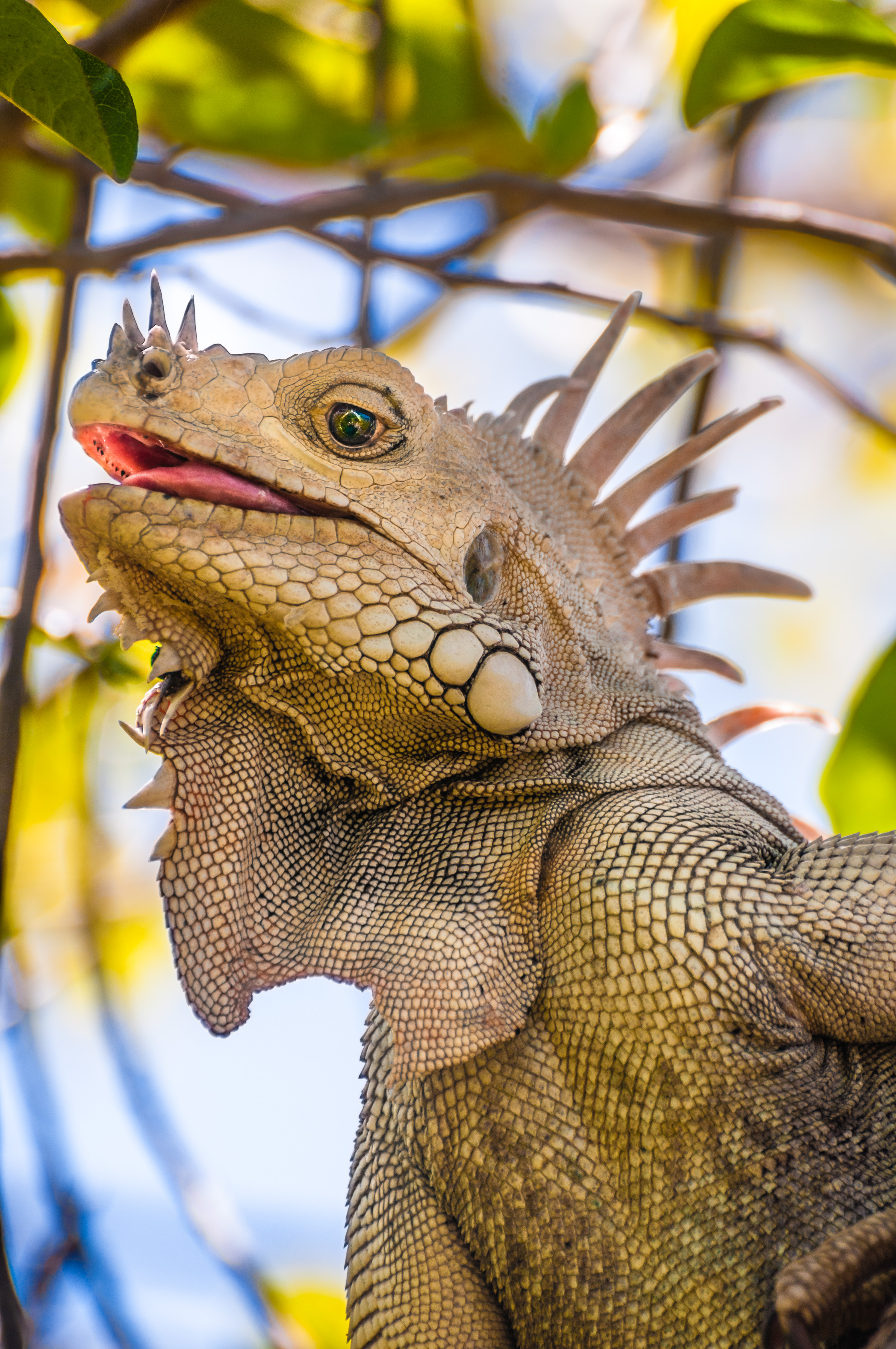 Caraïbes, Petites Antilles, Saint-Vincent-et-les Grenadines, île de Baradal, Tobago Cays, iguane vert ou iguane commun (Iguana iguana) // Caribbean, Lesser Antilles, St. Vincent and the Grenadines, Baradal Island, Tobago Cays, Green Iguana or Common Iguana (Iguana iguana)