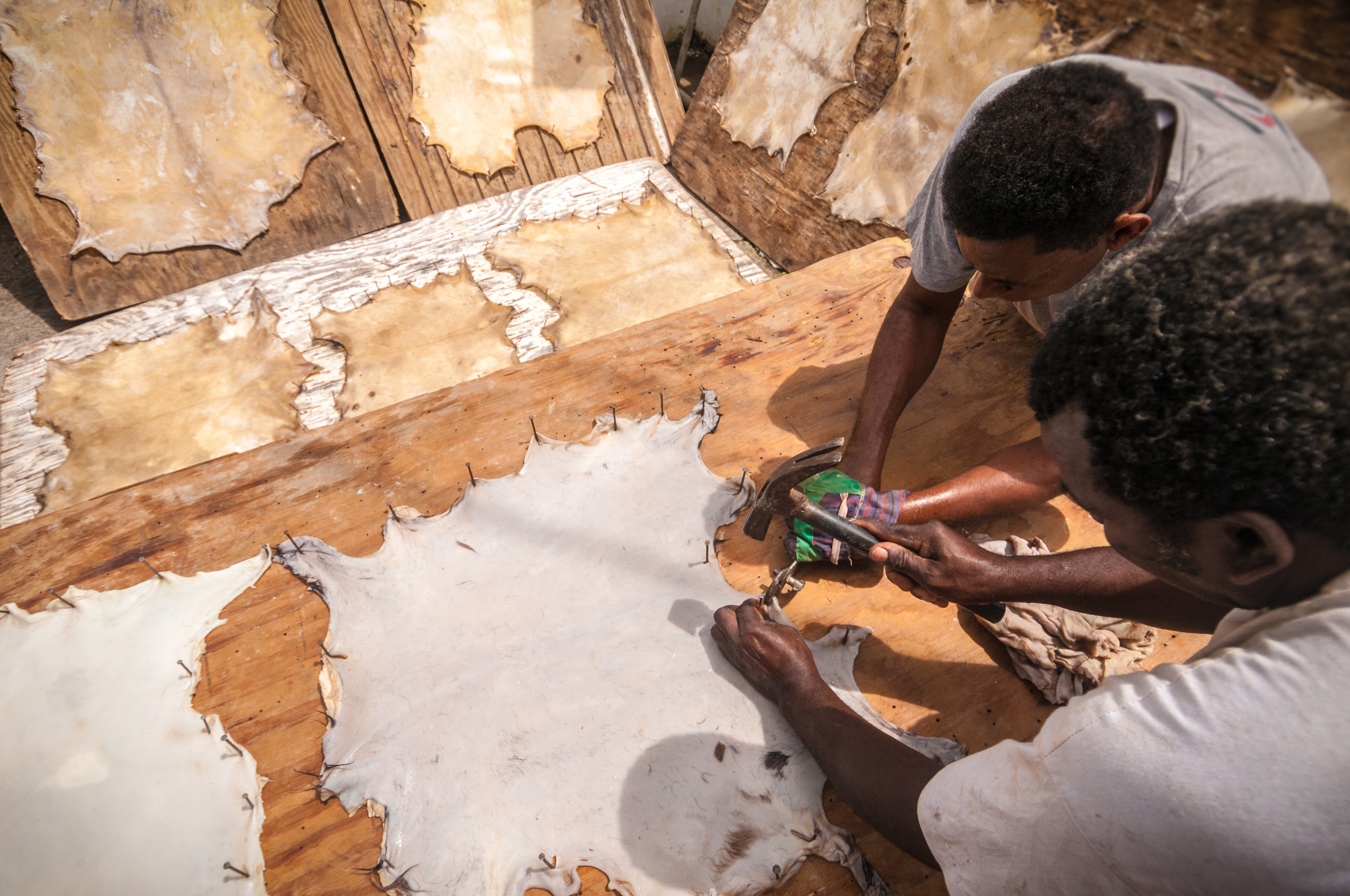 France, Caraïbes, Petites Antilles, Guadeloupe, Basse-Terre, Capesterre-Belle-Eau, Atelier Gwad'Art chez Claudine et Lambert LONDAS, facteurs de gwoka, le tambour traditionnel de l'archipel, à peau de cabri // France, Caribbean, Lesser Antilles, Guadeloupe, Basse-Terre, Capesterre-Belle-Eau, Atelier Gwad'Art at Claudine and Lambert LONDAS, gwoka factors, the traditional drum of the archipelago