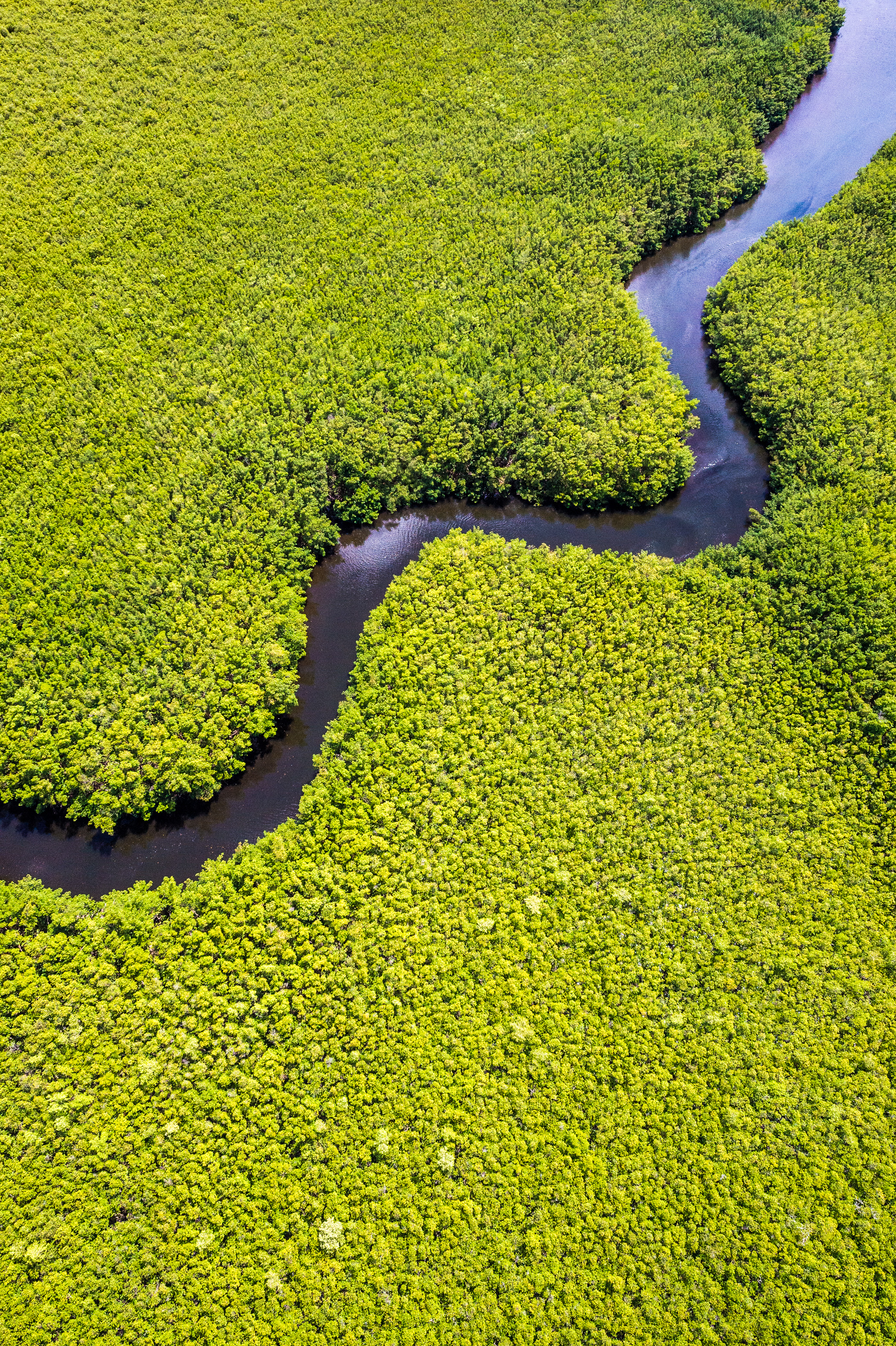 France, Caraïbes, Petites Antilles, Guadeloupe, Grand Cul-de-Sac marin, coeur du parc national de la Guadeloupe, Grande-Terre,  Morne-à-l'Eau, anse du Canal, vue aérienne sur la plus large ceinture de mangrove des Petites Antilles, Réserve de Biosphère de Guadeloupe, ici le Canal des Rotours, creusé sur près de 6 km au début du 19e siècle (1826-1830) à main d’Hommes, esclaves, pour permettre le drainage de la plaine // France, Caribbean, Lesser Antilles, Guadeloupe, Grand Cul-de-Sac Marin, heart of the Guadeloupe National Park, Grande-Terre, Morne-à-l'Eau, Canal Cove, aerial view on the widest mangrove belt of the Lesser Antilles, Biosphere Reserve of Guadeloupe, here the Canal des Rotours, dug over nearly 6 km at the beginning of the 19th century (1826-1830) by hand of Men, slaves, to allow the drainage of the plain