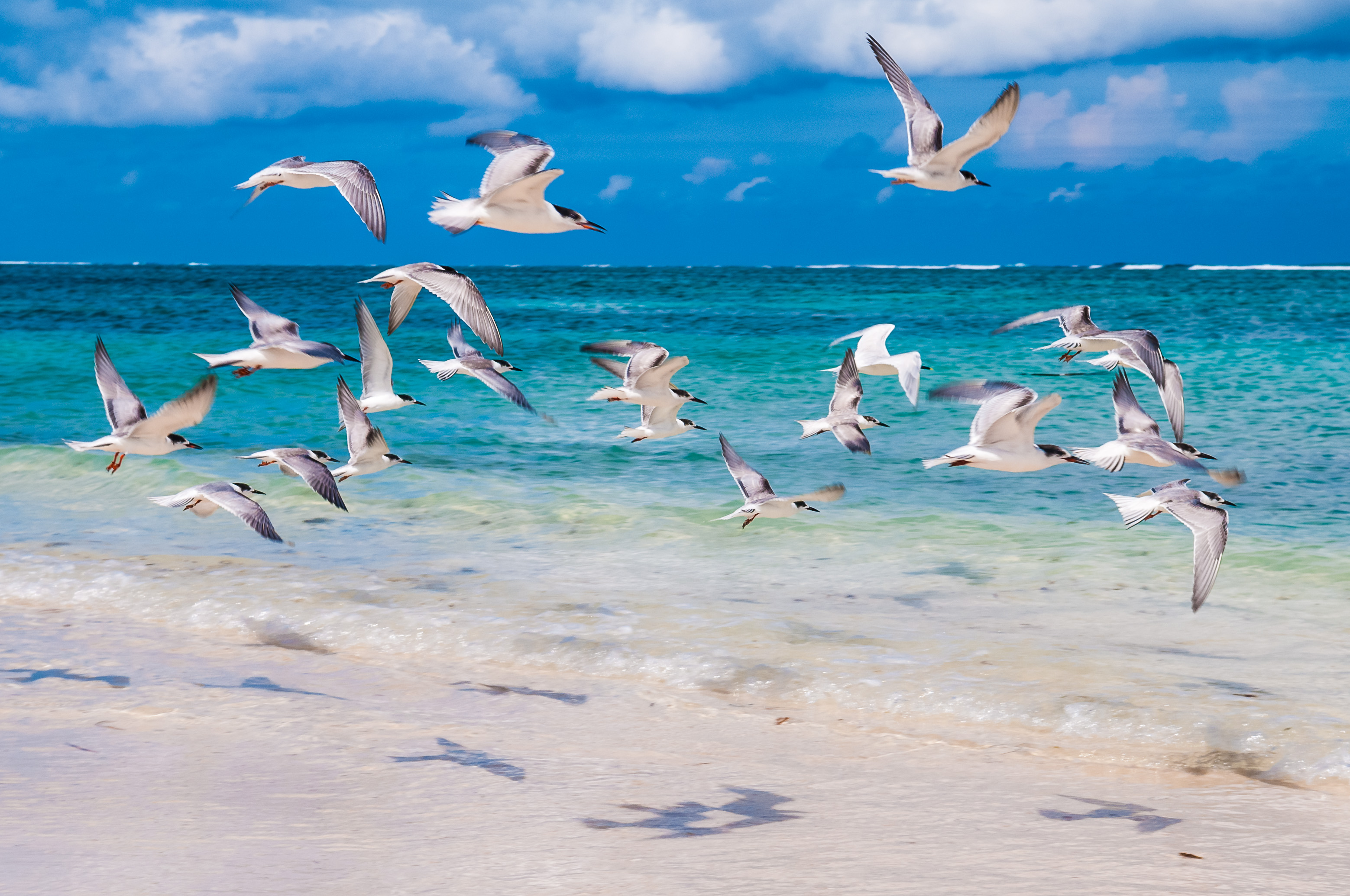 France, Caraïbes, Petites Antilles, Guadeloupe, Grand Cul-de-Sac marin, vol de Sternes de Dougall (Sterna dougallii) sur la plage de l'îlet Caret // France, Caribbean, Lesser Antilles, Guadeloupe, Grand Cul-de-Sac marin, flight of Terns of Dougall (Sterna dougallii) on the beach of islet Caret