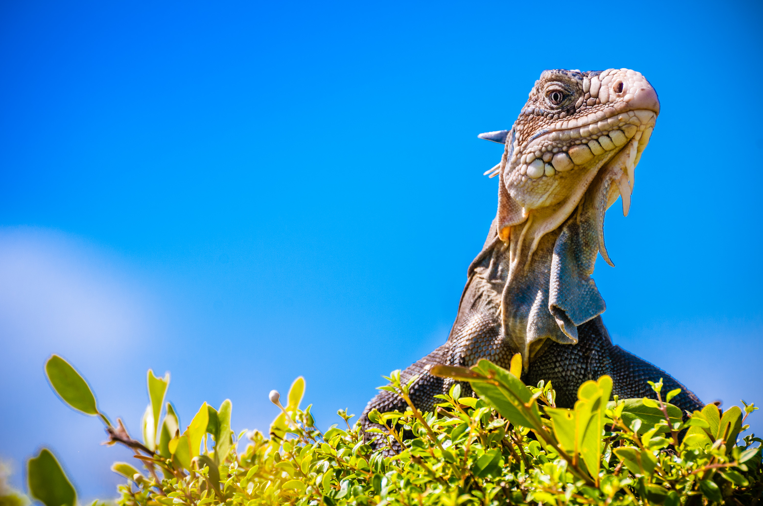 France, Caraïbes, Petites Antilles, Réserve naturelle nationale de Petite Terre, Terre-de-Bas, iguane des Petites Antilles (Iguana delicatissima), espèce protégée classée en danger // France, Caribbean, Lesser Antilles, Petite Terre National Nature Reserve, Terre-de-Bas, Lesser Antilles Iguana (Iguana delicatissima), protected species classified as endangered