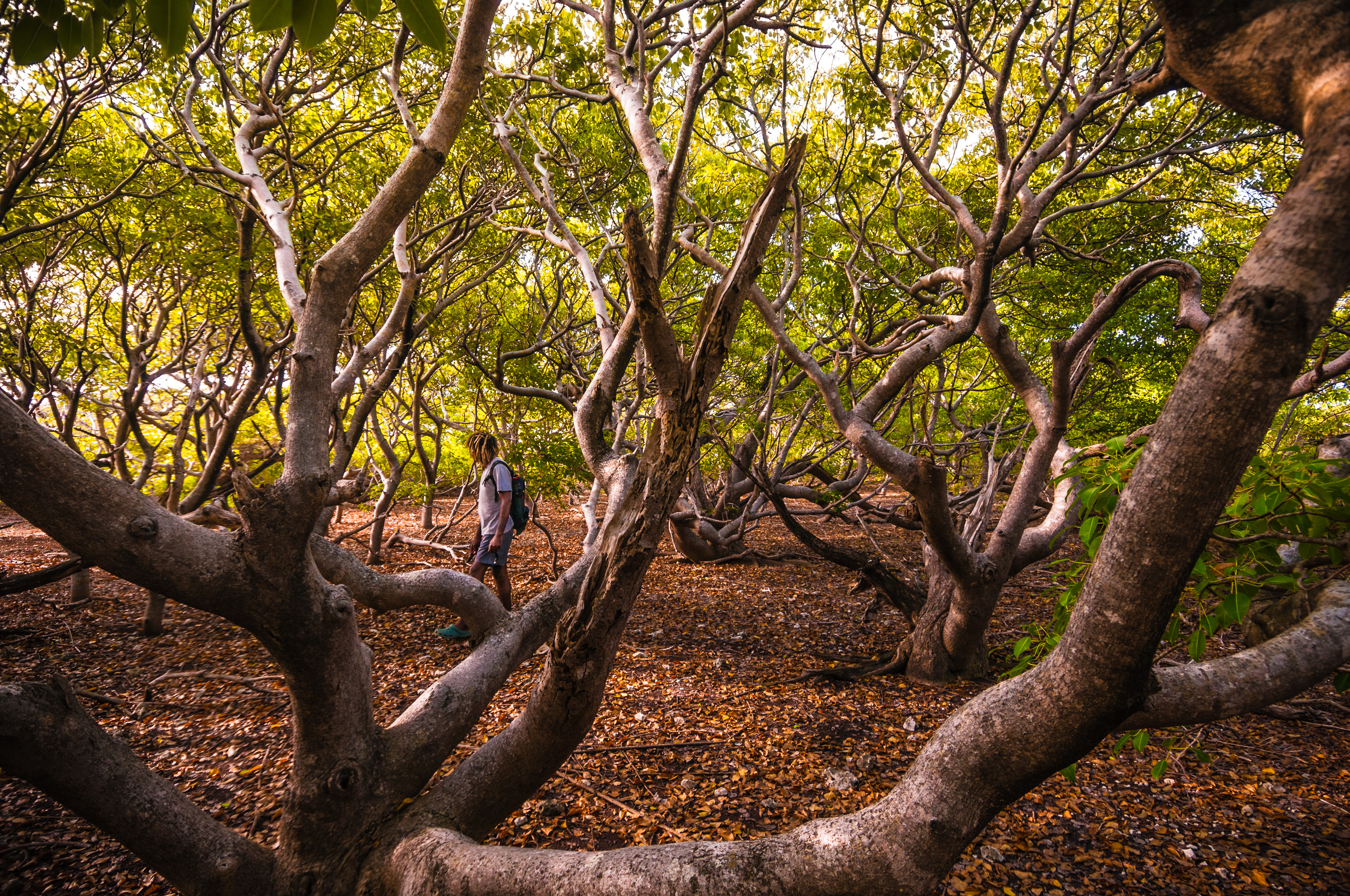 France, Caraïbes, Petites Antilles, Réserve naturelle nationale de Petite Terre, Terre-de-Bas, un garde forestier arpente le sous-bois de mancenilliers (Hippomane mancinella), dont beaucoup, au tronc courbé, portent encore les stigmates du cyclone Hugo de 1989 // France, Caribbean, Lesser Antilles, Petite Terre National Nature Reserve, Terre-de-Bas, a forest ranger crosses the undergrowth of mancenilliers (Hippomane mancinella), many of them with the curved trunk still bearing the stigmata of cyclone Hugo de 1989