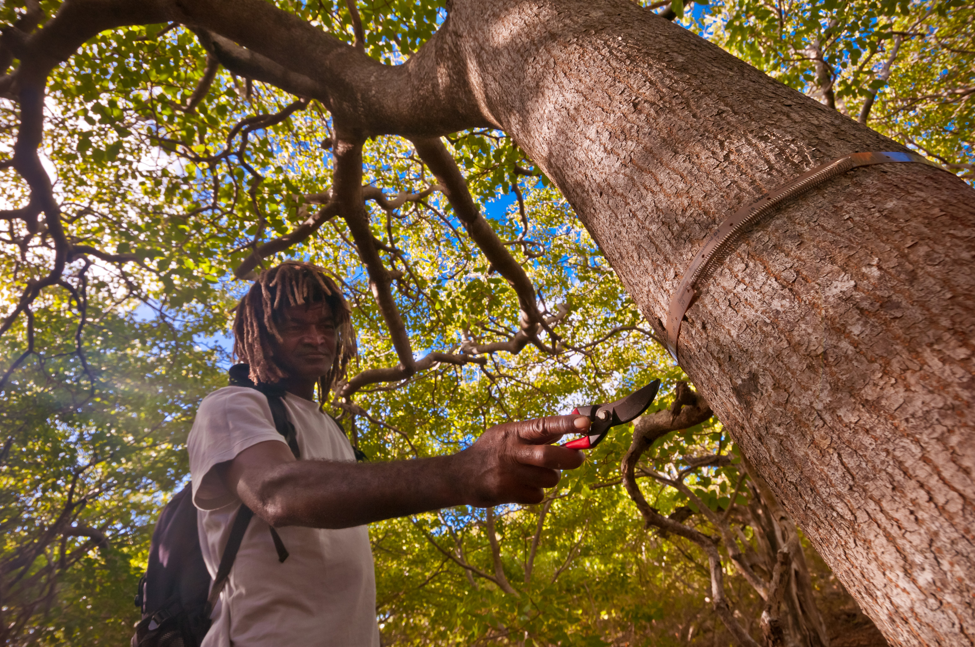 France, Caraïbes, Petites Antilles, Réserve naturelle nationale de Petite Terre, Terre-de-Bas, un garde forestier arpente le sous-bois de mancenilliers (Hippomane mancinella), dont beaucoup, au tronc courbé, portent encore les stigmates du cyclone Hugo de 1989 // France, Caribbean, Lesser Antilles, Petite Terre National Nature Reserve, Terre-de-Bas, a forest ranger crosses the undergrowth of mancenilliers (Hippomane mancinella), many of them with the curved trunk still bearing the stigmata of cyclone Hugo de 1989