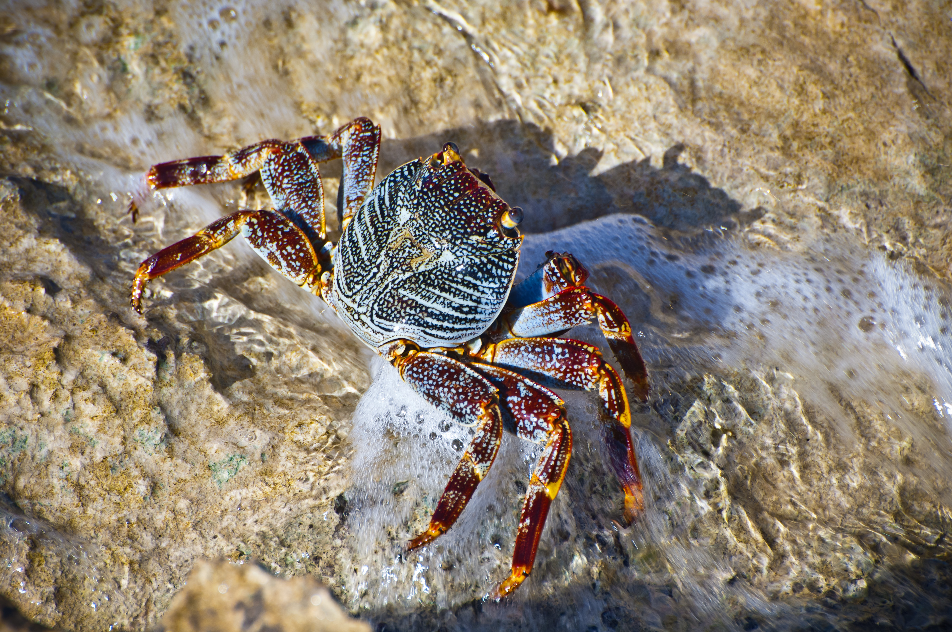 France, Caraïbes, Petites Antilles, Réserve naturelle nationale de Petite Terre, crabe Zagayak ou Zagaya (Grapsus grapsus) sur le littoral de Terre-de-Bas // France, Caribbean, Lesser Antilles, Petite Terre National Nature Reserve, Zagayak crab or Zagaya (Grapsus grapsus) on the coast of Terre-de-Bas