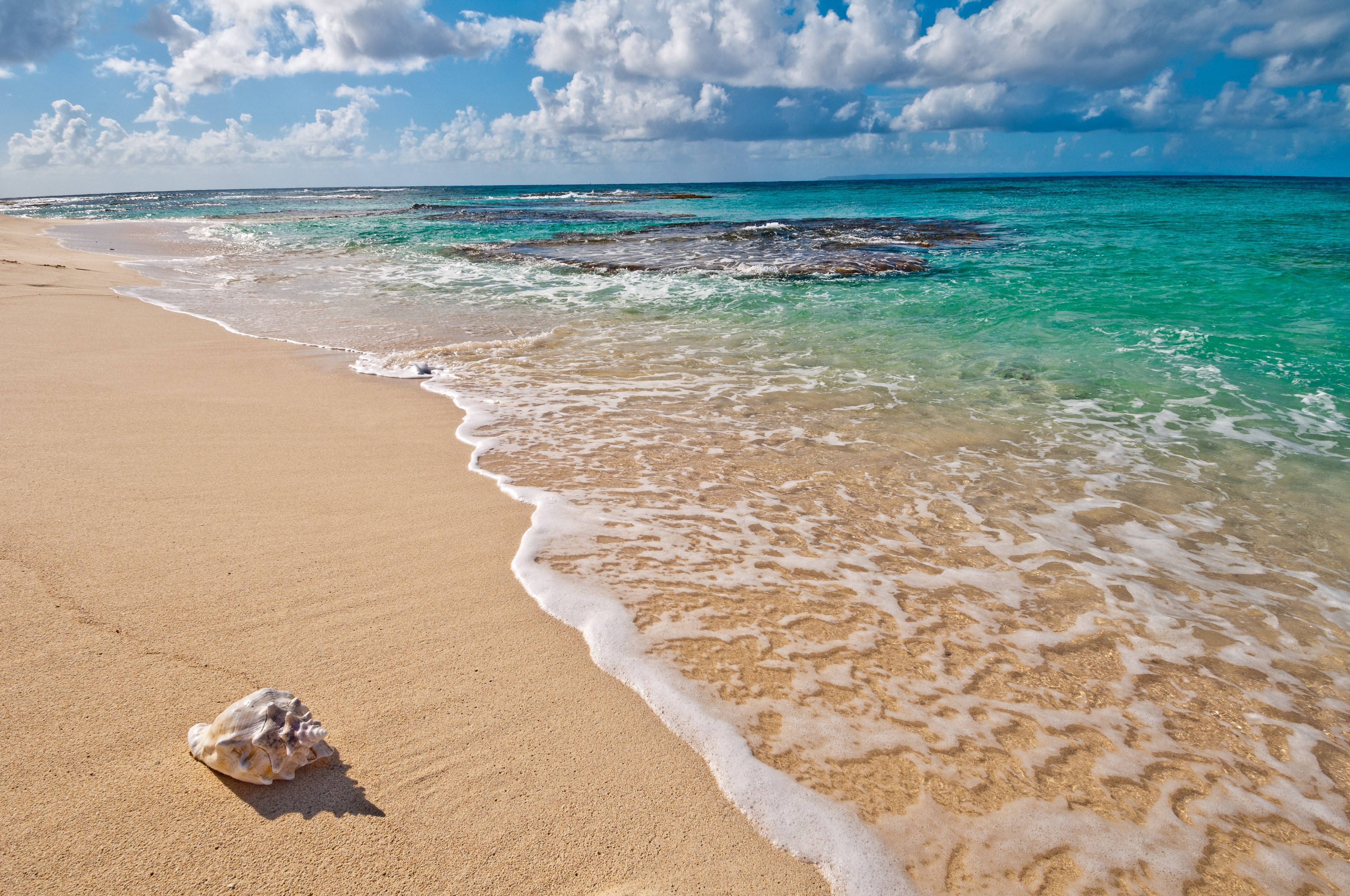 France, Caraïbes, Petites Antilles, Réserve naturelle nationale de Petite Terre, Terre-de-Bas, conque à lambi échouée sur une plage de sable blanc, littoral Sud-Ouest // France, Caribbean, Lesser Antilles, Petite Terre National Nature Reserve, Terre-de-Bas, Conch stranded on a white sandy beach, South-West coast