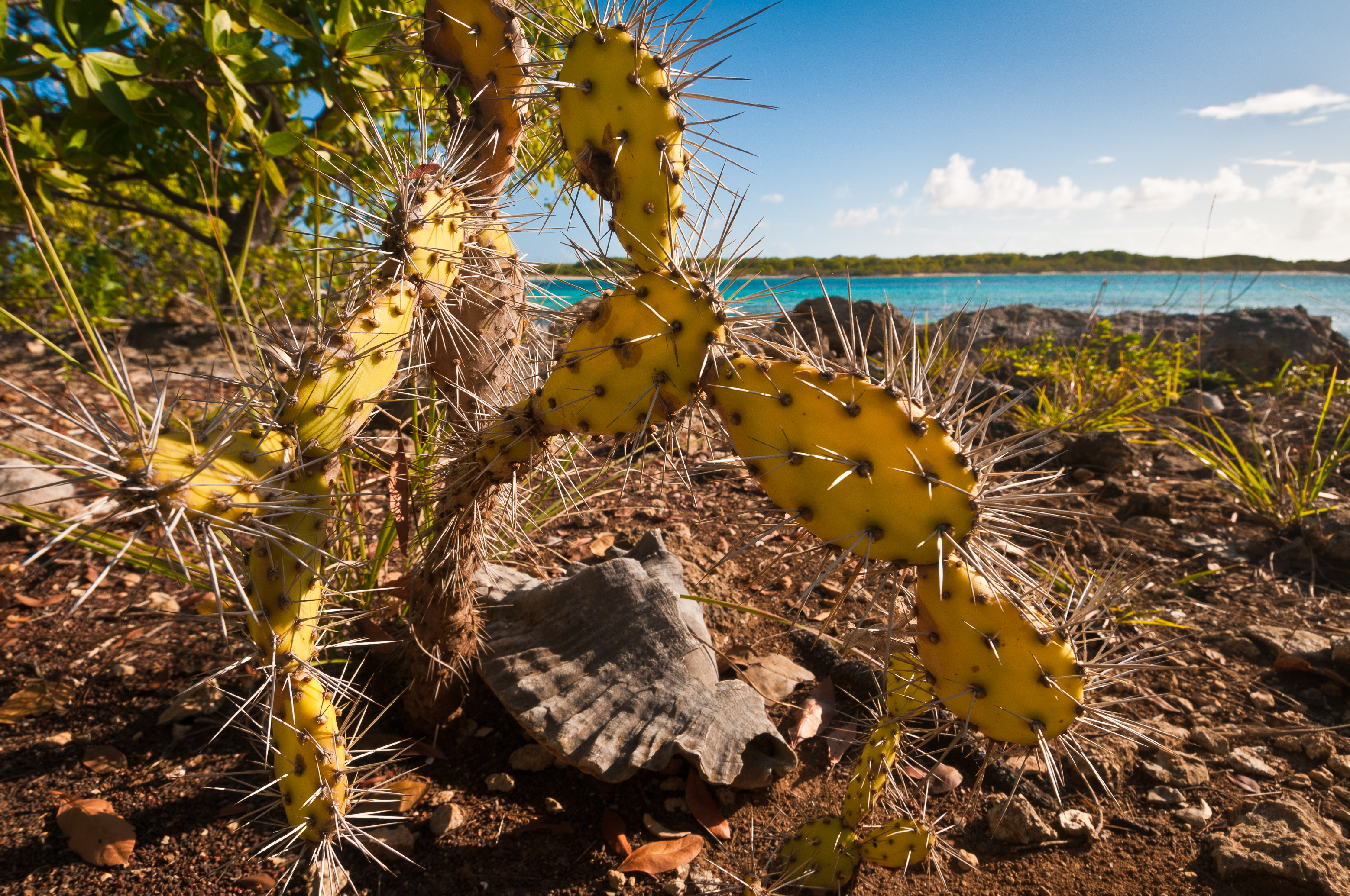 France, Caraïbes, Petites Antilles, Réserve naturelle nationale de Petite Terre, Terre-de-Haut, Figuier de Barbarie (Opuntia ficus-indica) et conque à lambi (Strombus gigas) comptent parmi les vestiges d'un site d'implantation amérindienne, Terre-de-Bas en arrière-plan // France, Caribbean, Lesser Antilles, Petite Terre National Nature Reserve, Terre-de-Haut, Barbary fig (Opuntia ficus-indica) and conch (Strombus gigas) are among the remains of an Amerindian settlement site, Terre-de-Bas in the background
