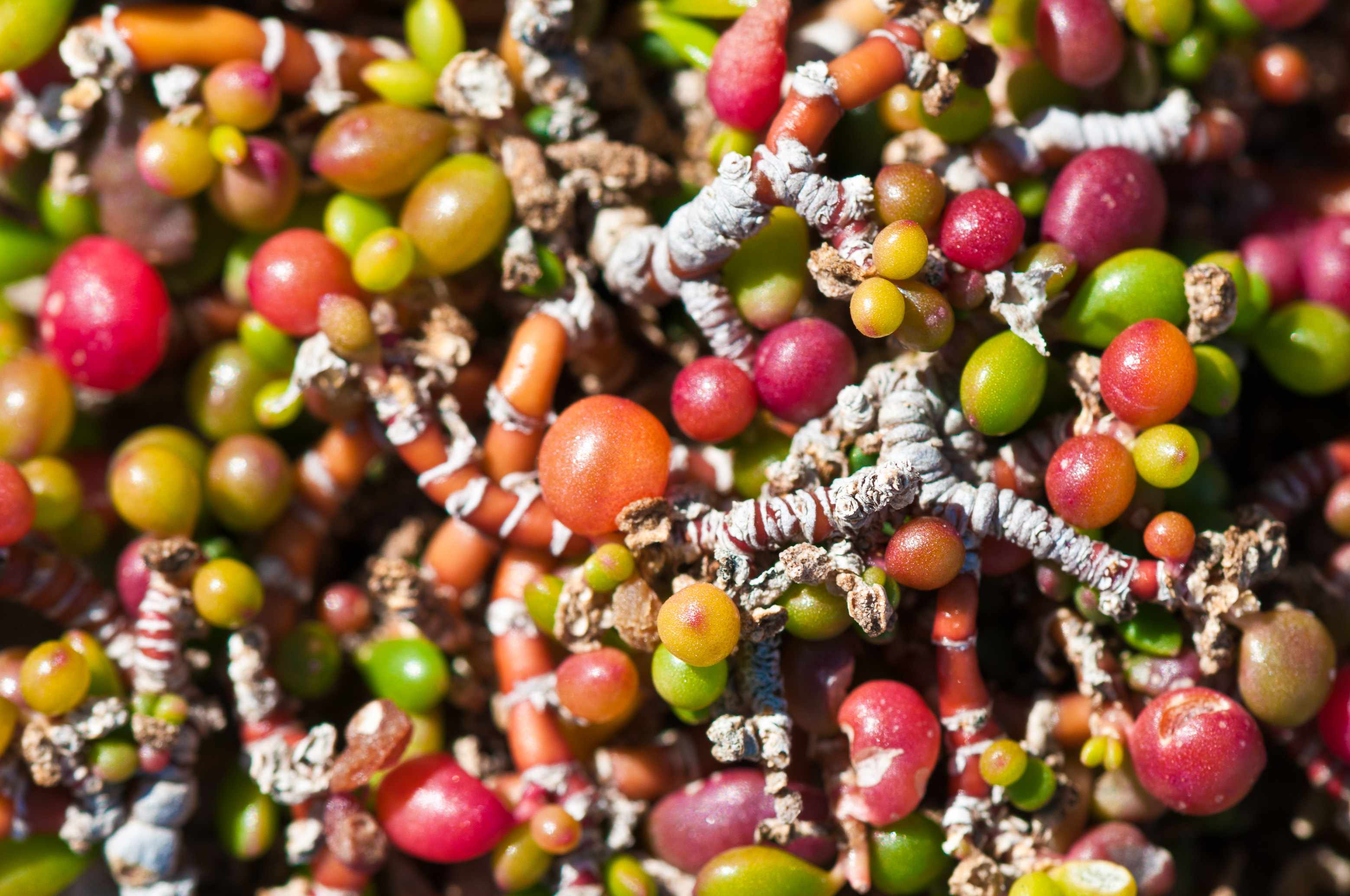 France, Caraïbes, Petites Antilles, Réserve naturelle nationale de Petite Terre, détail de la micro flore poussant dans les anfractuosités de la falaise calcaire de Terre-de-Bas // France, Caribbean, Lesser Antilles, Petite Terre National Nature Reserve, detail of the micro flora growing in the anfractuosities of the limestone cliff of Terre-de-Bas