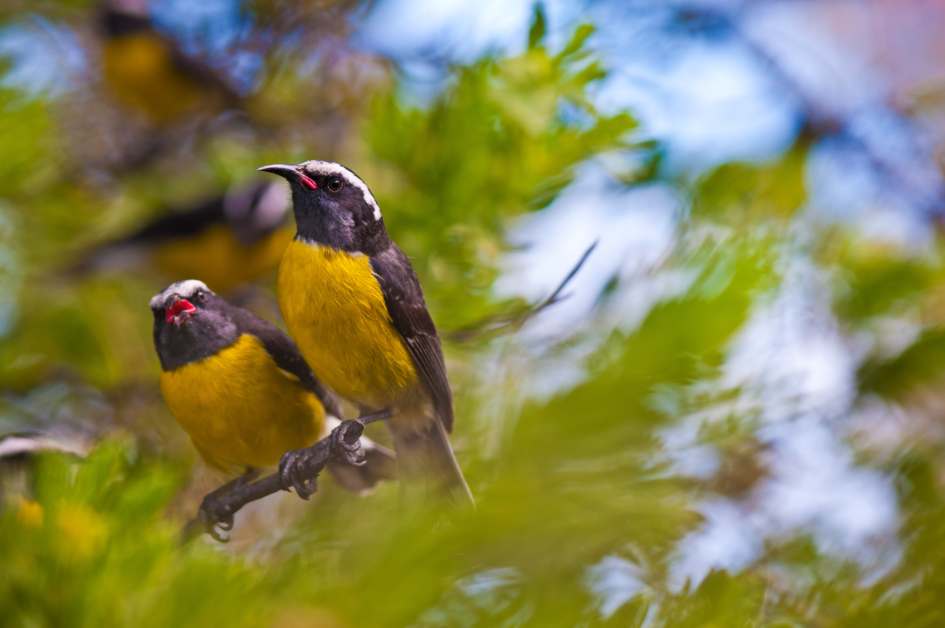 France, Caraïbes, Petites Antilles, Réserve naturelle nationale de Petite Terre, Terre-de-Bas, couple de Sucriers à ventre jaune (Coereba flaveola) // France, Caribbean, Lesser Antilles, Petite Terre National Nature Reserve, Terre-de-Bas, Yellow-bellied Sugar couple (Coereba flaveola)