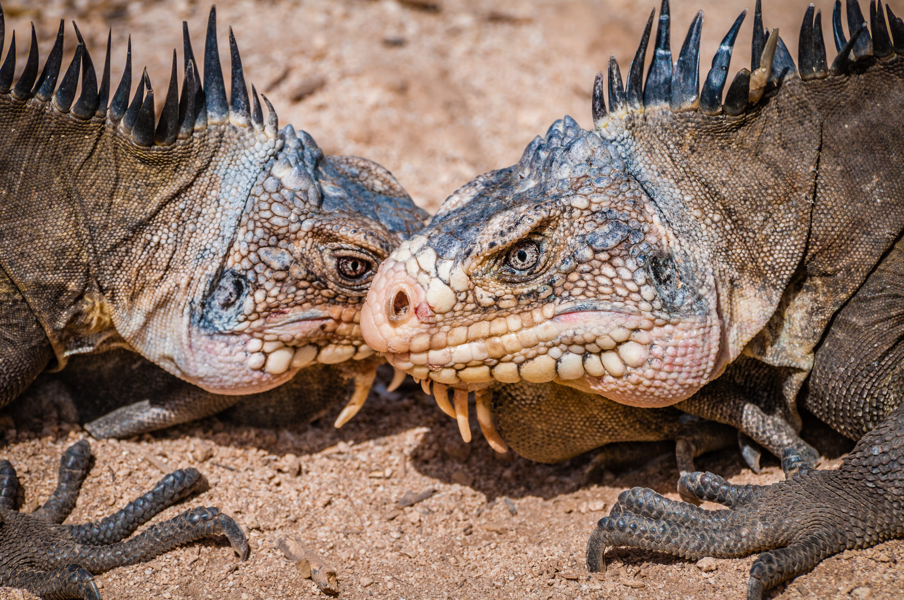 France, Caraïbes, Petites Antilles, Réserve naturelle nationale de Petite Terre, Terre-de-Bas, portrait de 2 iguanes des Petites Antilles mâles (Iguana delicatissima), espèce protégée classée en danger, lors d'une confrontation // France, Caribbean, Lesser Antilles, Petite Terre National Nature Reserve, Terre-de-Bas, portrait of 2 iguanas of the Lesser Antilles (Iguana delicatissima), protected species in danger, during a confrontation
