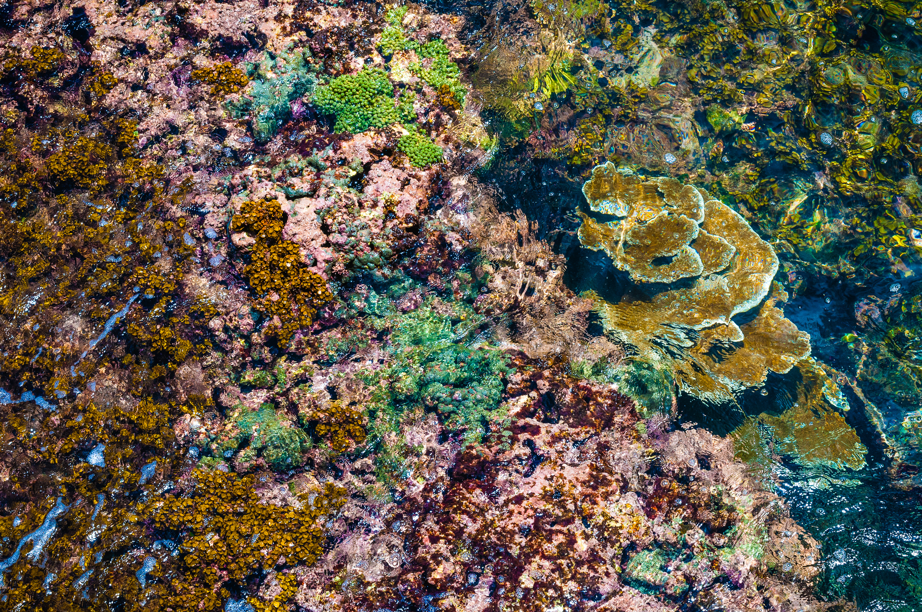 France, Caraïbes, Petites Antilles, Réserve naturelle nationale de Petite Terre, Terre-de-Bas, vue imprenable sur les coraux à travers les eaux limpides du lagon, en aval de la falaise // France, Caribbean, Lesser Antilles, Petite Terre National Nature Reserve, Terre-de-Bas, stunning views of the corals through the clear waters of the lagoon, downstream of the cliff