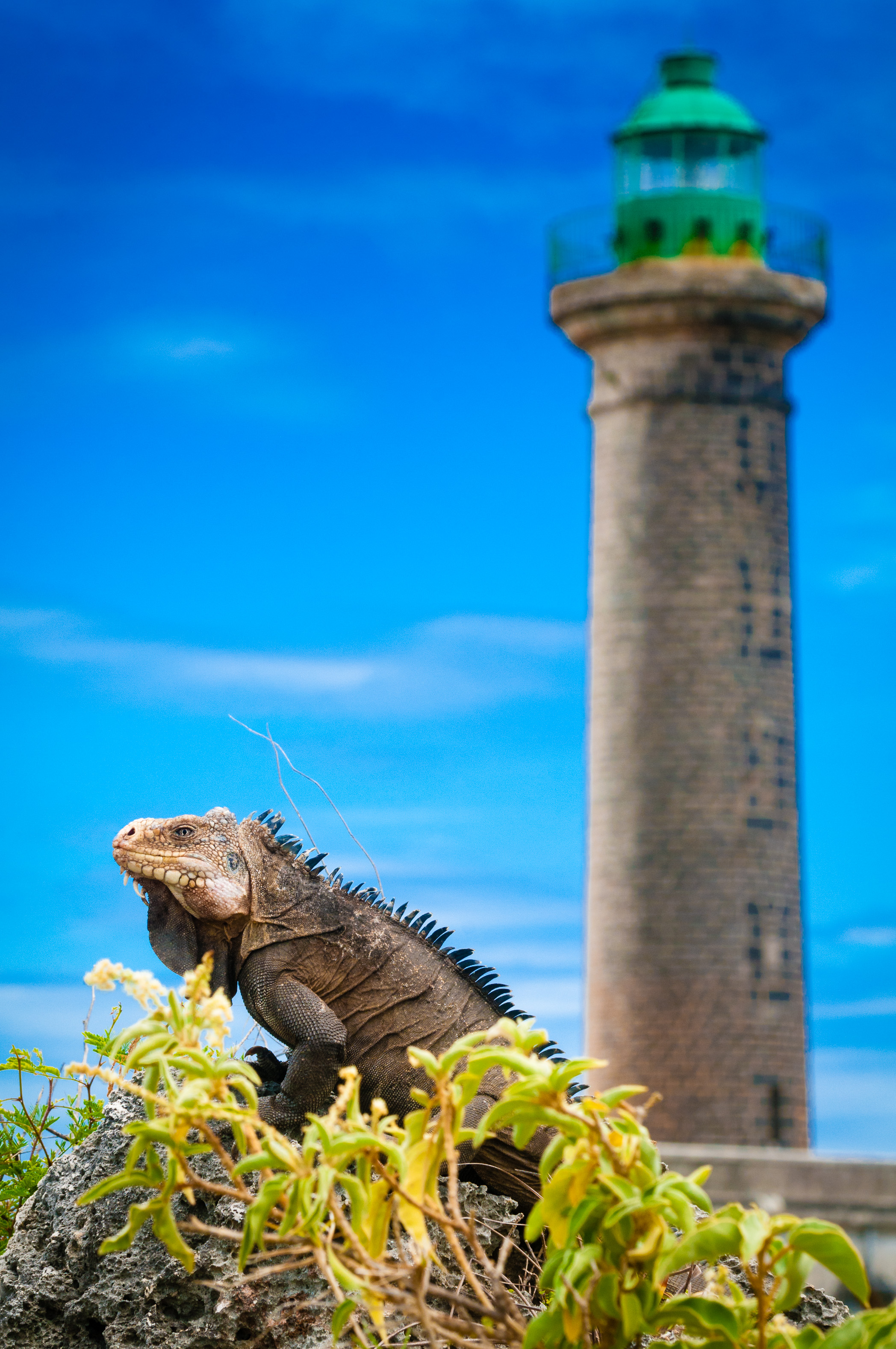 France, Caraïbes, Petites Antilles, Réserve naturelle nationale de Petite Terre, Terre-de-Bas, iguane des Petites Antilles (Iguana delicatissima), espèce protégée classée en danger, devant le plus ancien phare de Guadeloupe (35 m) // France, Caribbean, Lesser Antilles, Petite Terre National Nature Reserve, Terre-de-Bas, Lesser Antilles Iguana (Iguana delicatissima), protected species in danger, in front of the oldest lighthouse in Guadeloupe (35 m)