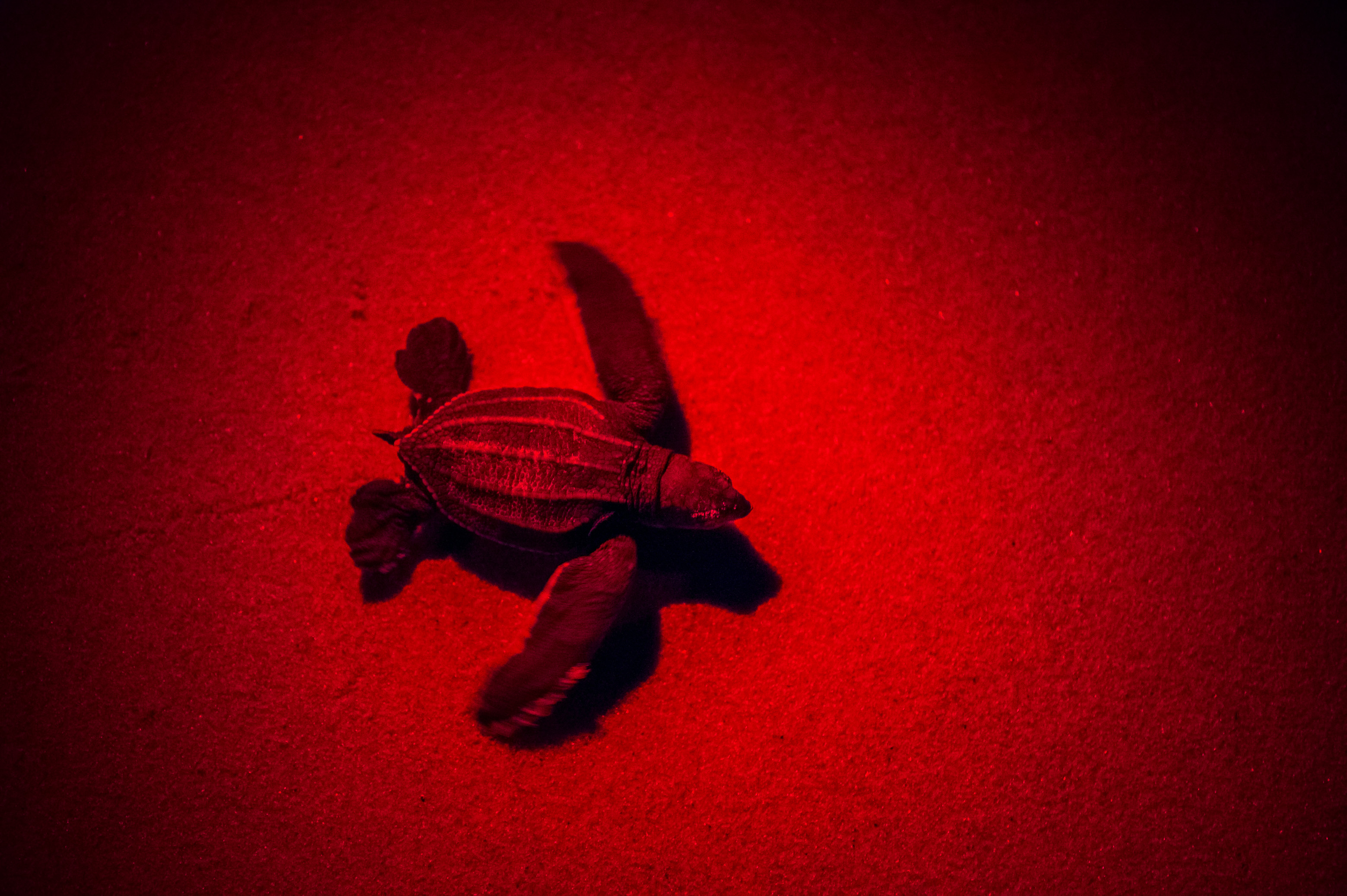 France, Amérique du Sud,  Guyane, Cayenne, plage de Remire-Montjoly, tortillon luth (Dermochelys coriacea) rejoignant l'océan Atlantique suite à une émergence nocturne du nid, l'éclairage artificiel à spectre rouge est le seul autorisé par les scientifiques pour ne pas éblouir et désorienter l'animal // France, South America, Guiana, Cayenne, Remire-Montjoly beach, baby leatherback (Dermochelys coriacea) joining the Atlantic Ocean after a night emergence from the nest, artificial lighting to red spectrum is the only authorized by scientists to not to dazzle and disorient the animal