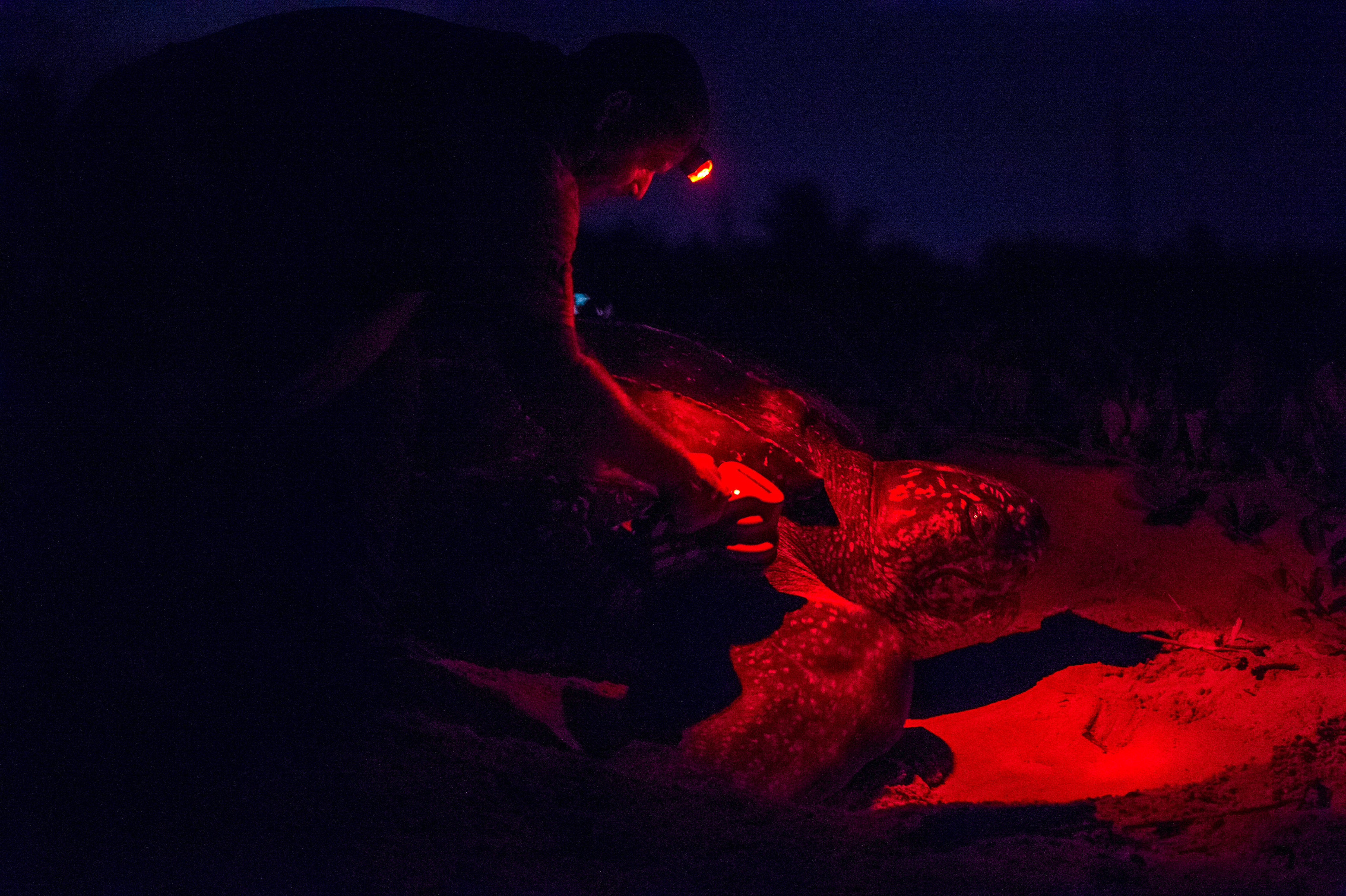 France, Amérique du Sud,  Guyane, Cayenne, plage de Remire-Montjoly, identification par lecture de la puce implantée sur une tortue luth femelle (Dermochelys coriacea) lors de sa ponte nocturne, l'éclairage artificiel à spectre rouge est le seul autorisé par les scientifiques pour ne pas éblouir et désorienter l'animal, MR non // France, South America, Guiana, Cayenne, Remire-Montjoly beach, reading identification chip implanted on a female leatherback turtle (Dermochelys coriacea) at its nocturnal nesting, artificial lighting to red spectrum is the only authorized by scientists not to dazzle and disorient the animal, MR no