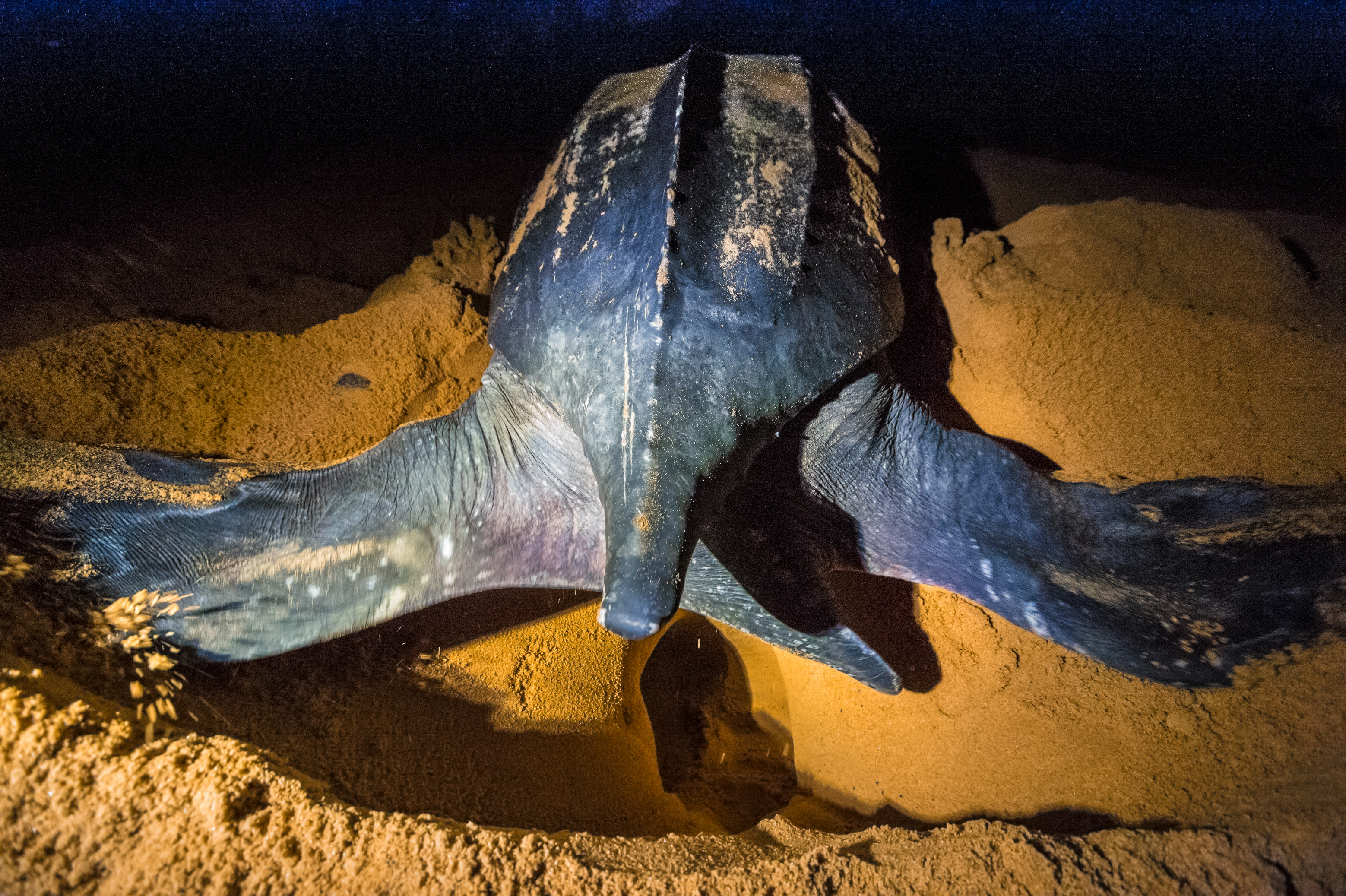 France, Amérique du Sud, Guyane, Cayenne, plage de Remire-Montjoly, ponte nocturne d'une tortue luth femelle (Dermochelys coriacea) // France, South America, Guiana, Cayenne, Remire-Montjoly beach, nocturnal nesting of a female leatherback turtle (Dermochelys coriacea)
