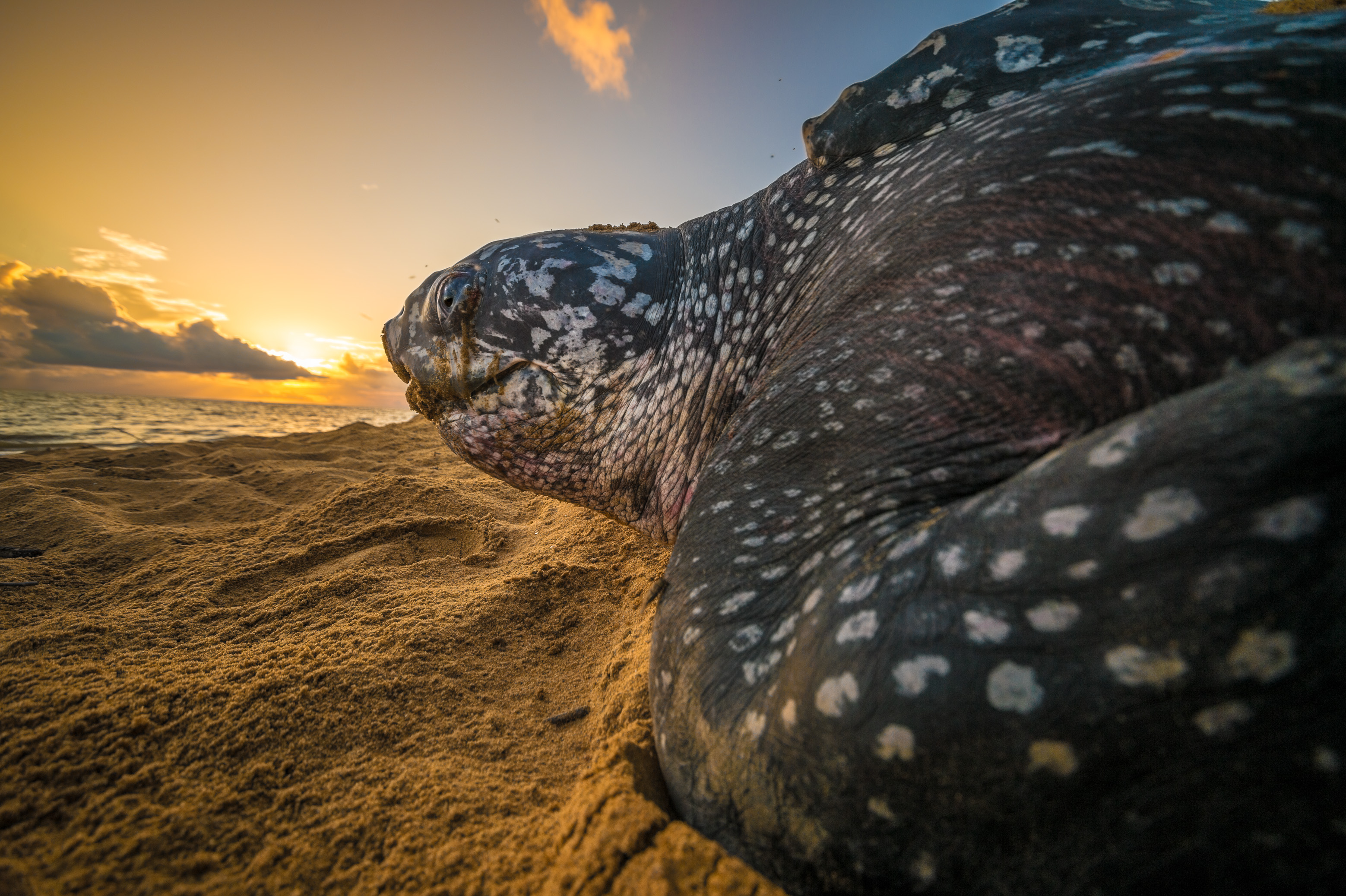 France, Amérique du Sud, Guyane, Cayenne, plage de Gosselin, ponte d'une tortue luth femelle (Dermochelys coriacea) au petit matin // France, South America, Guiana, Cayenne, Gosselin beach, female leatherback turtle (Dermochelys coriacea) nesting in the morning